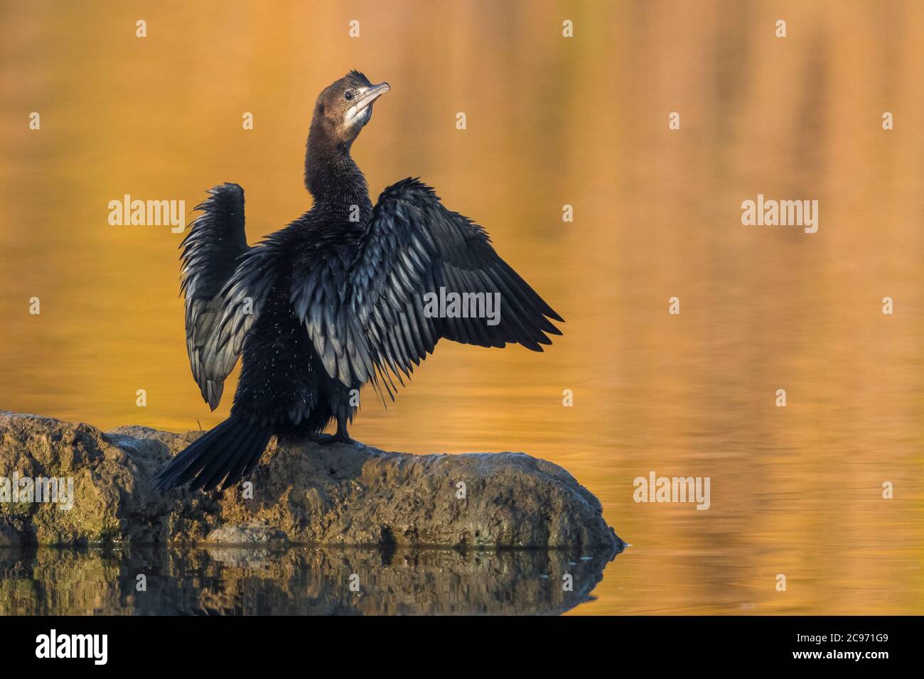 Cormoran pygmée (Phalacrocorax pygmeus, Microcarbo pygmaeus), jeunes oiseaux perches sur une roche dans l'eau et le séchage de ses ailes, vue arrière, Italie, Piana fiorentina Banque D'Images