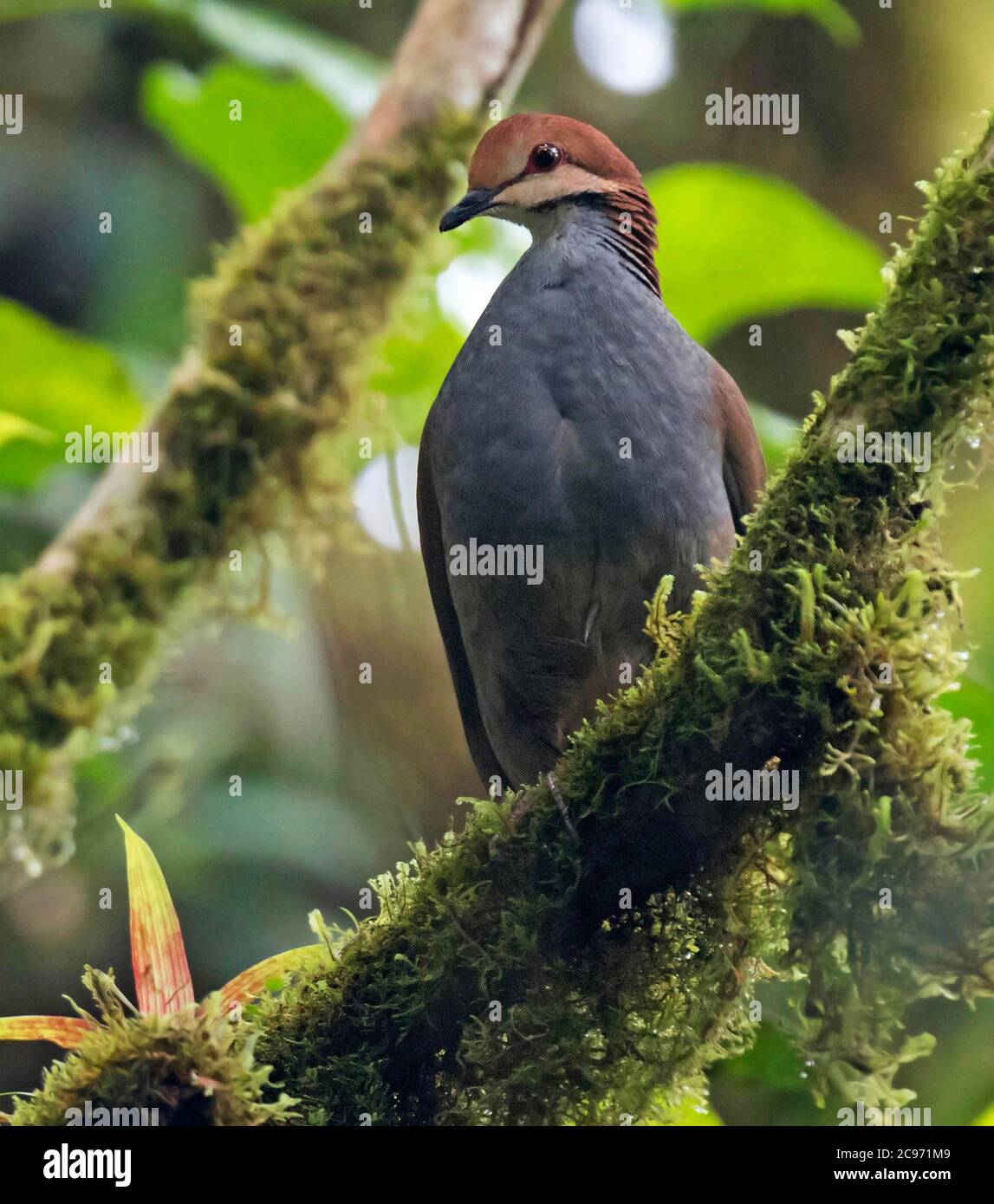 Colombe de caille couronnée de russet (Zentrygon goldmani, Geotrygon goldmani), perchée sur une branche de mousse, menacée par la perte d'habitat, Panama Banque D'Images