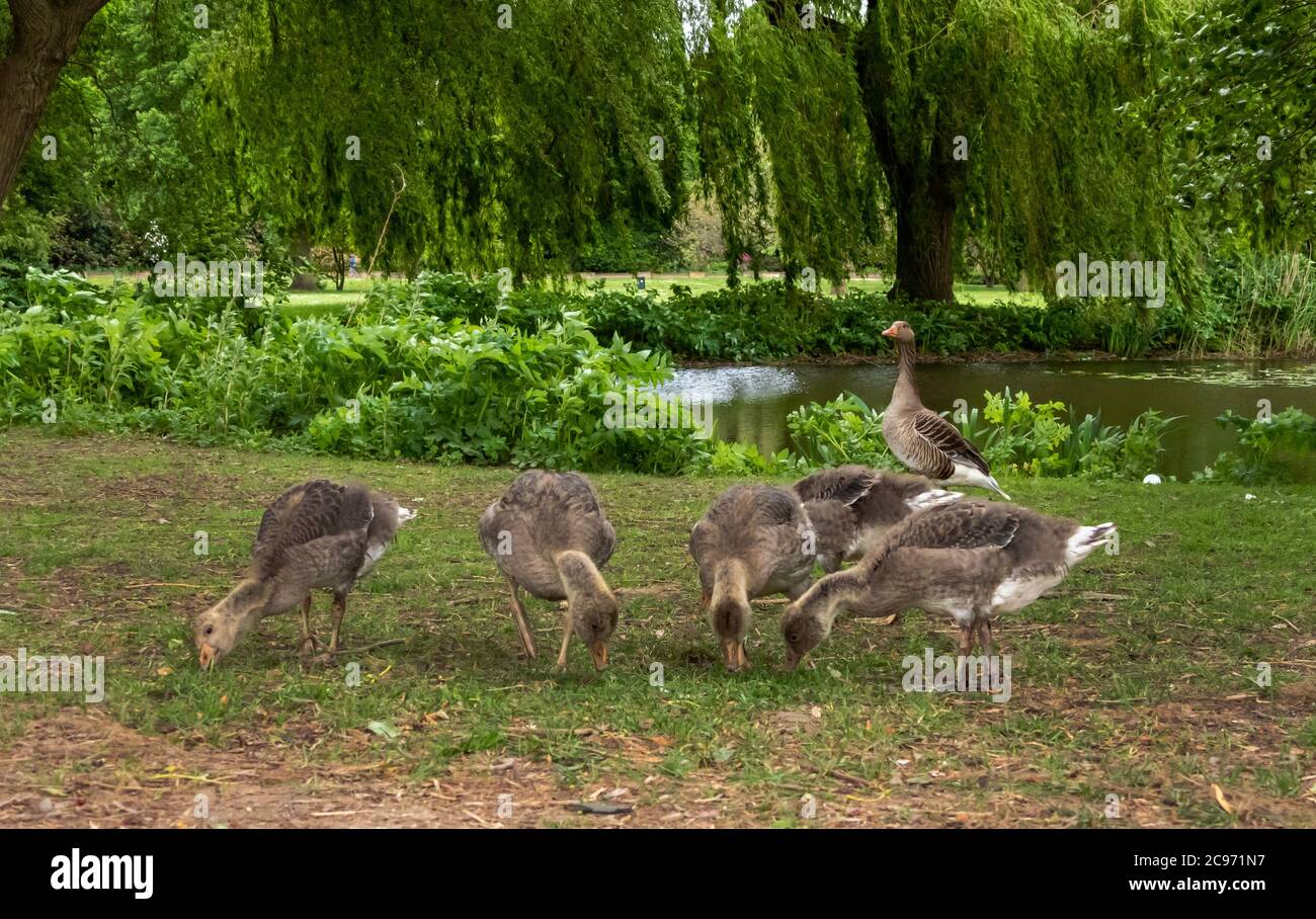 L'oie des graylag (Anser anser), les poussins d'oie des graylag sur l'alimentation d'un étang, Allemagne, Hambourg Banque D'Images