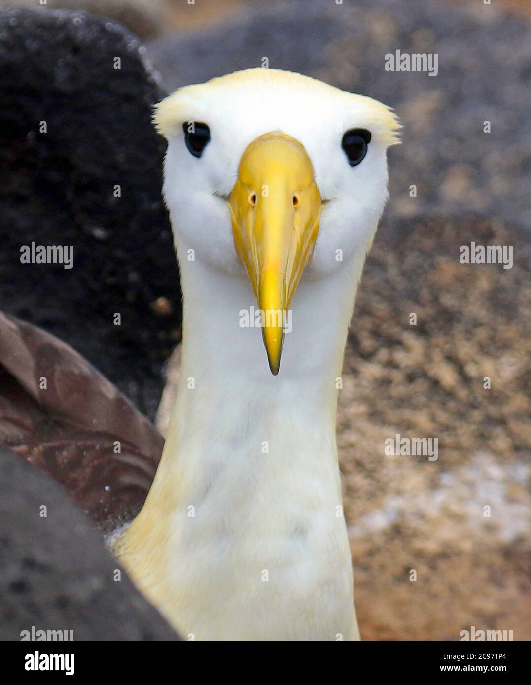 Albatros ondulés, albatros de Galapagos (Diomedea irrorata, Phoebastria irrorata), regardant dans la caméra, Albatros ondulés en danger critique sur l'île d'Espanola, Equateur, îles Galapagos, Espanola Banque D'Images