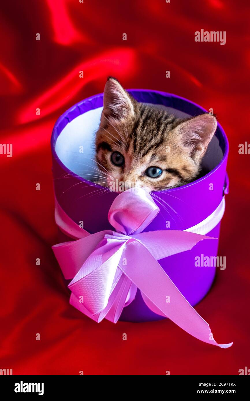 Anniversaire De Chat Banque D Image Et Photos Alamy