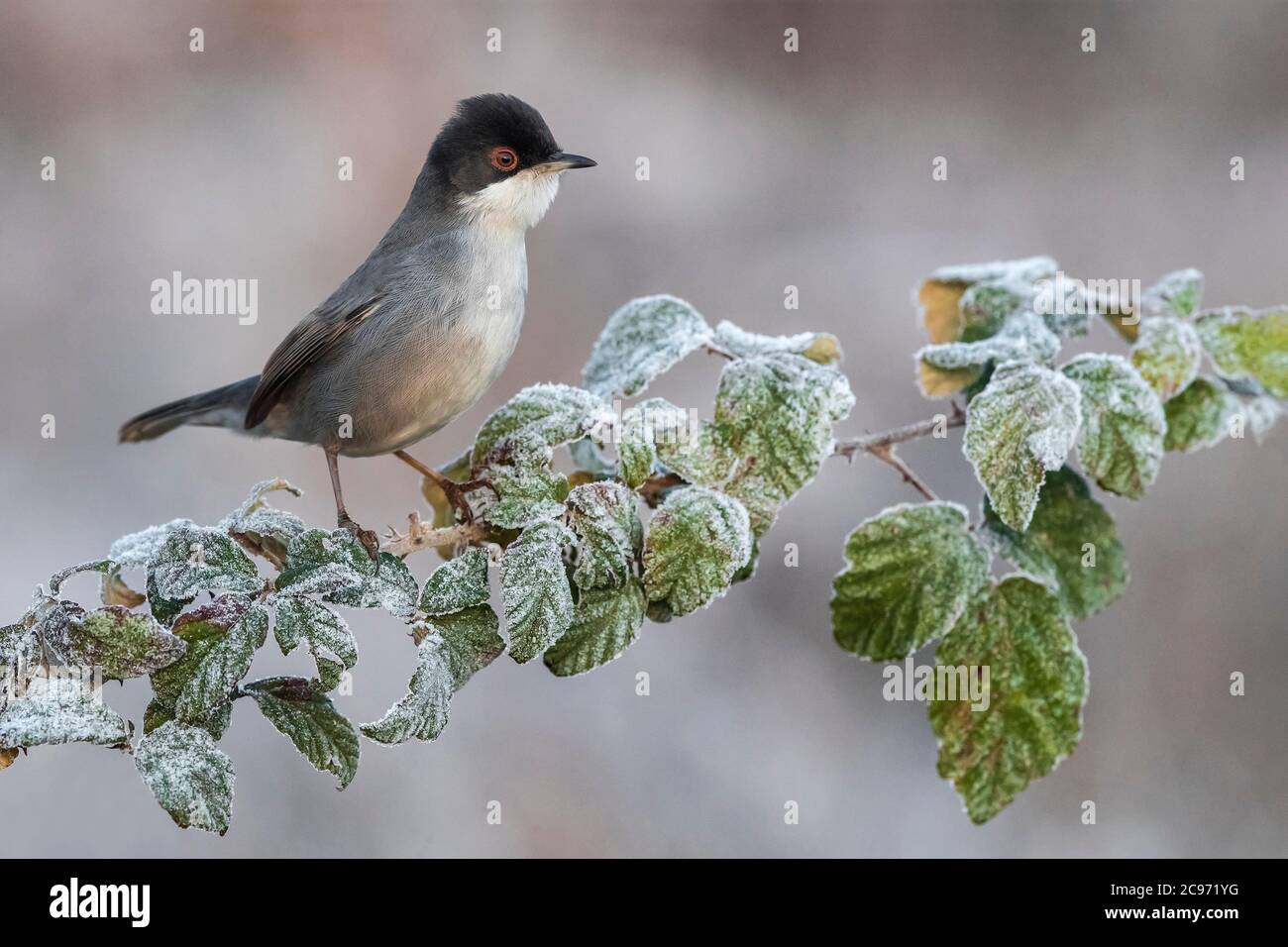 Paruline sarde (Sylvia melanocephala), mâle perching sur une branche gelée, vue latérale, Italie, Stagno di Peretola Banque D'Images