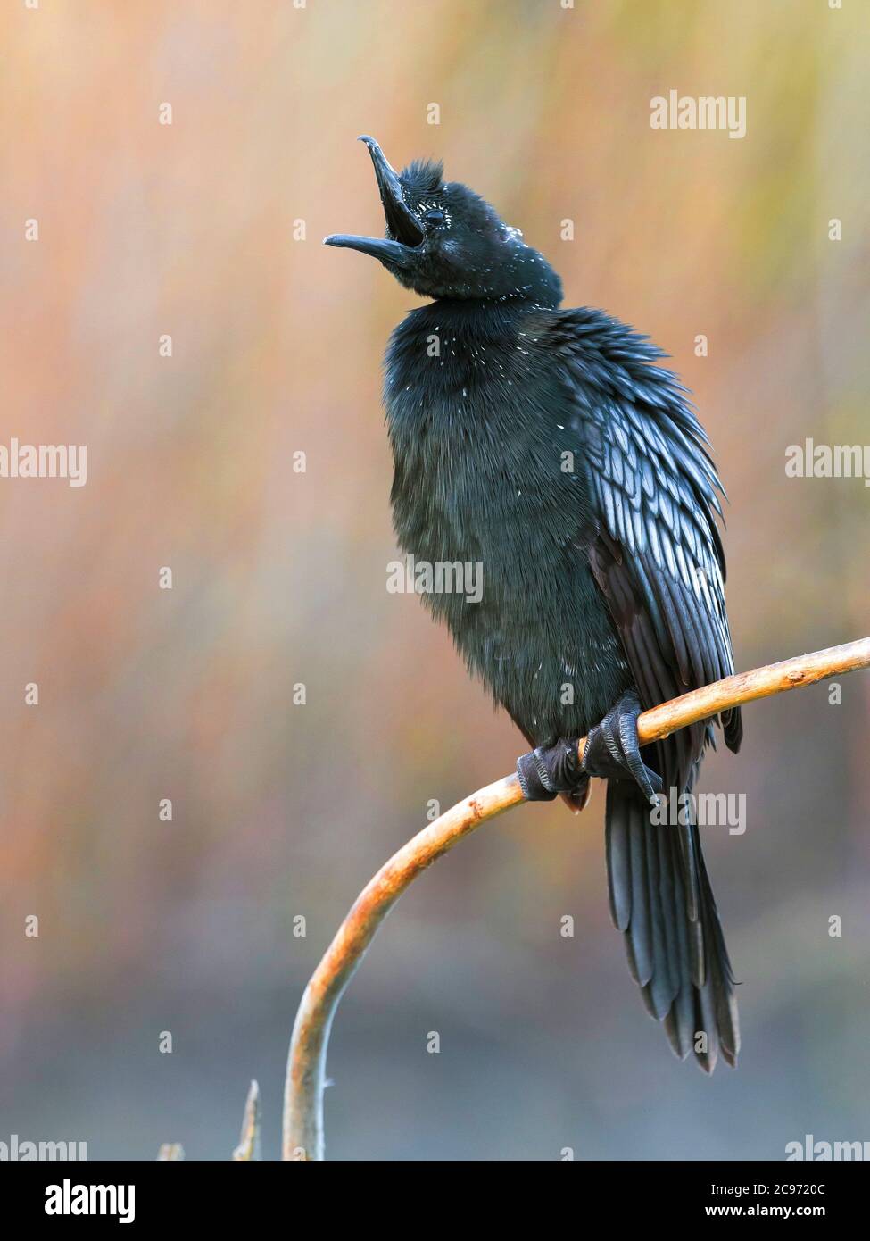 Cormoran pygmée (Phalacrocorax pygmeus, Microcarbo pygmaeus), perches sur une branche à bec ouvert, vue latérale, Italie, Piana fiorentina Banque D'Images