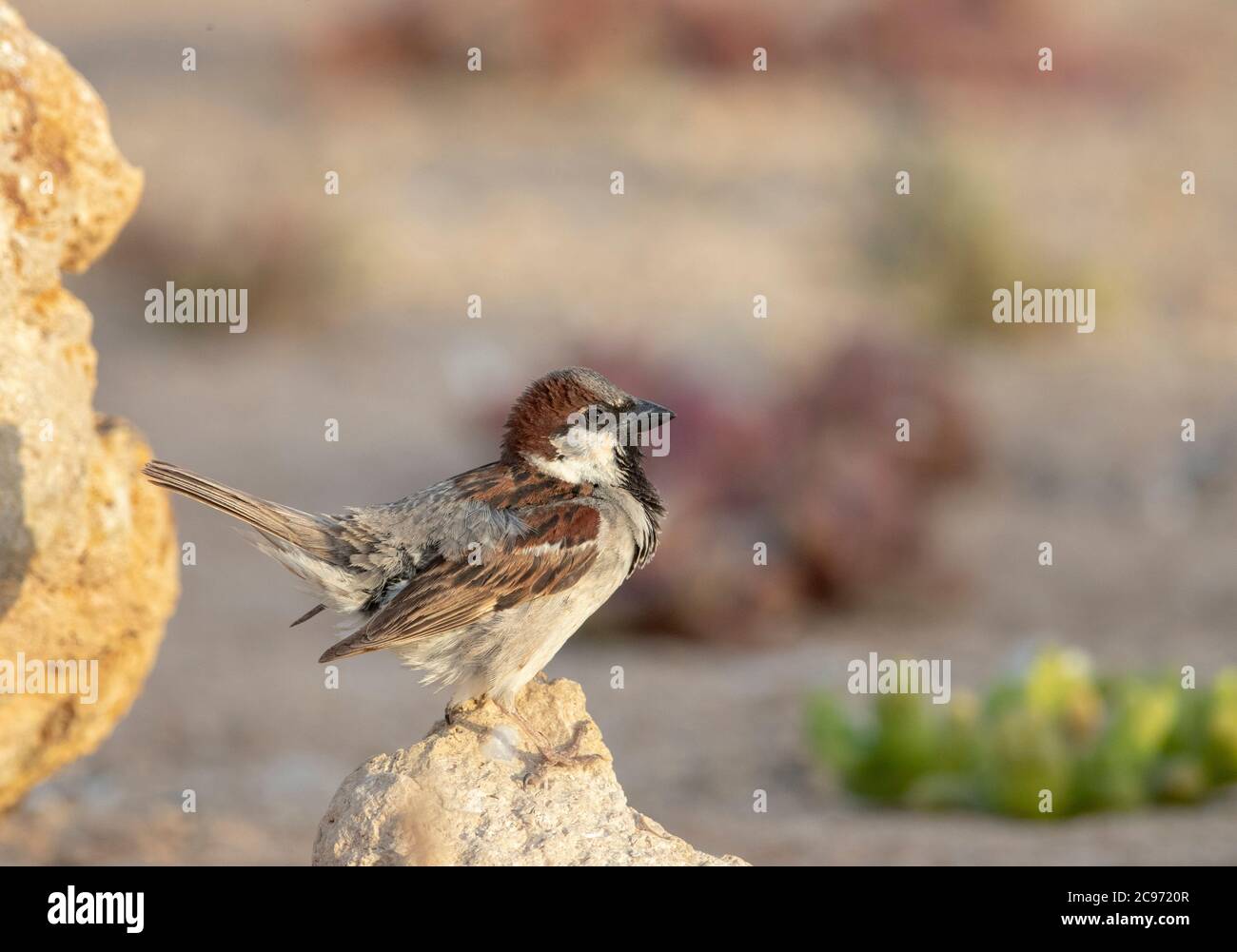 Bruant espagnol (Passer hispaniolensis), Bruant espagnol hybride mâle x Bruant maison au Maroc., Maroc Banque D'Images