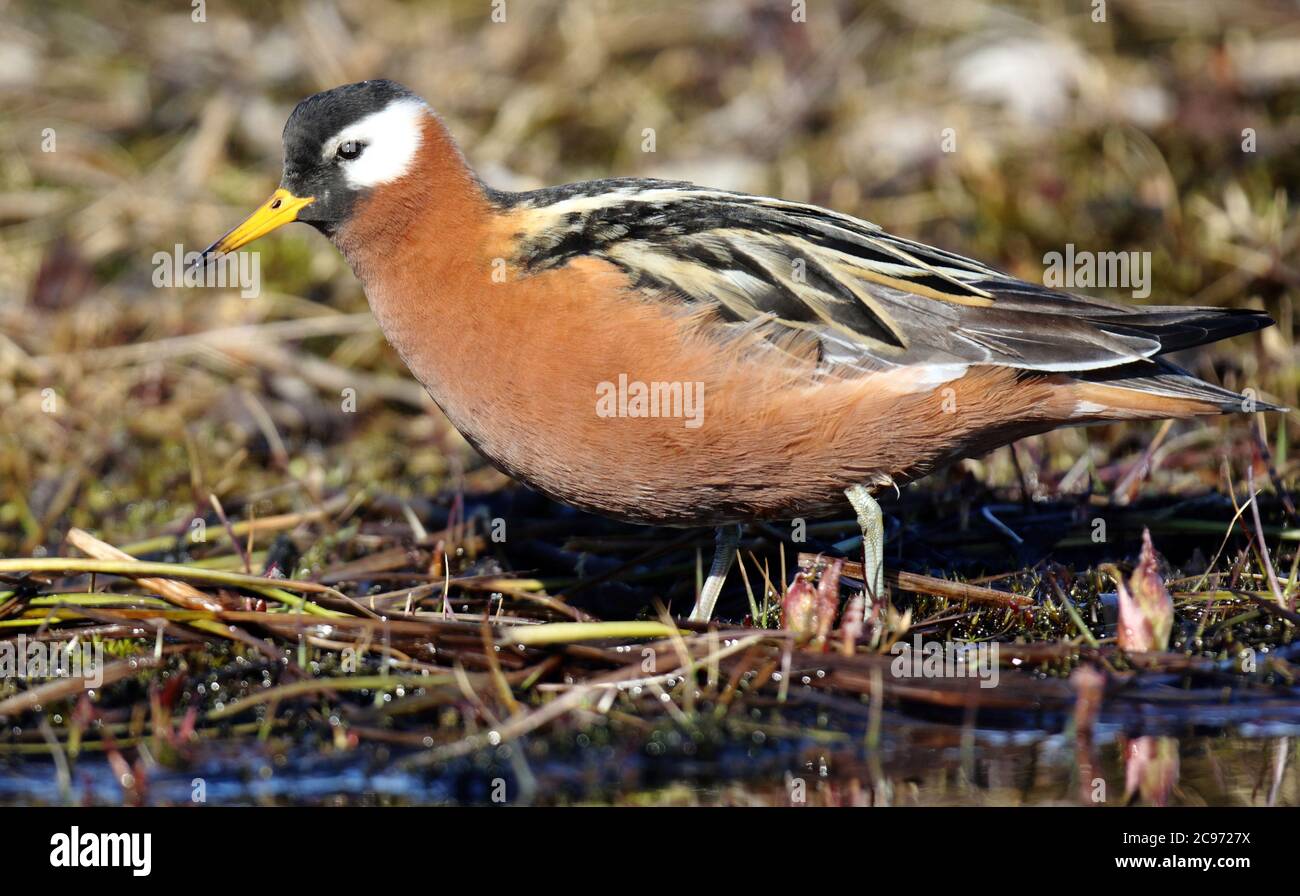 Phalarope grise (Phalaropus fulicarius), alimentation sur une rive en plumage d'été, vue latérale, États-Unis, Alaska Banque D'Images