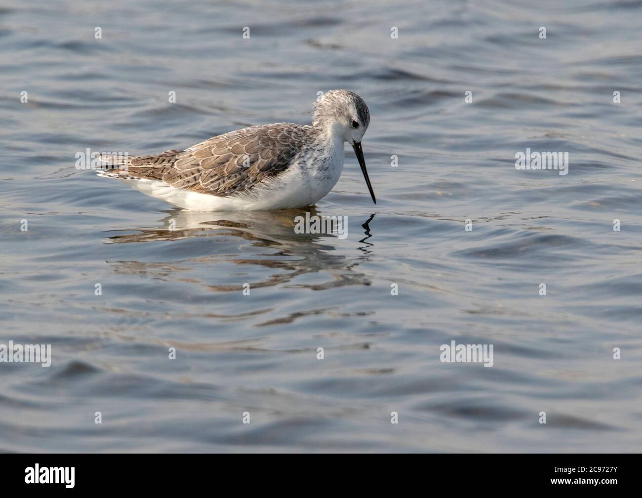 poncer de marais (Tringa stagnatilis), hivernage en Thaïlande Banque D'Images