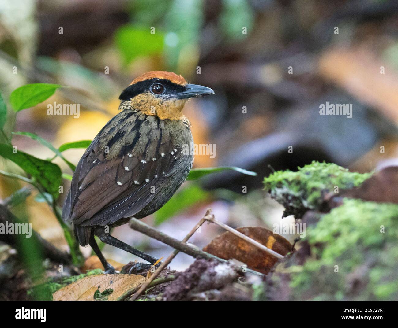 Antpitta à couronne roufeuse, Gnatpitta à couronne roufeuse (Pittasoma rufopélatum), debout sur le sol dans la forêt tropicale, en Équateur Banque D'Images