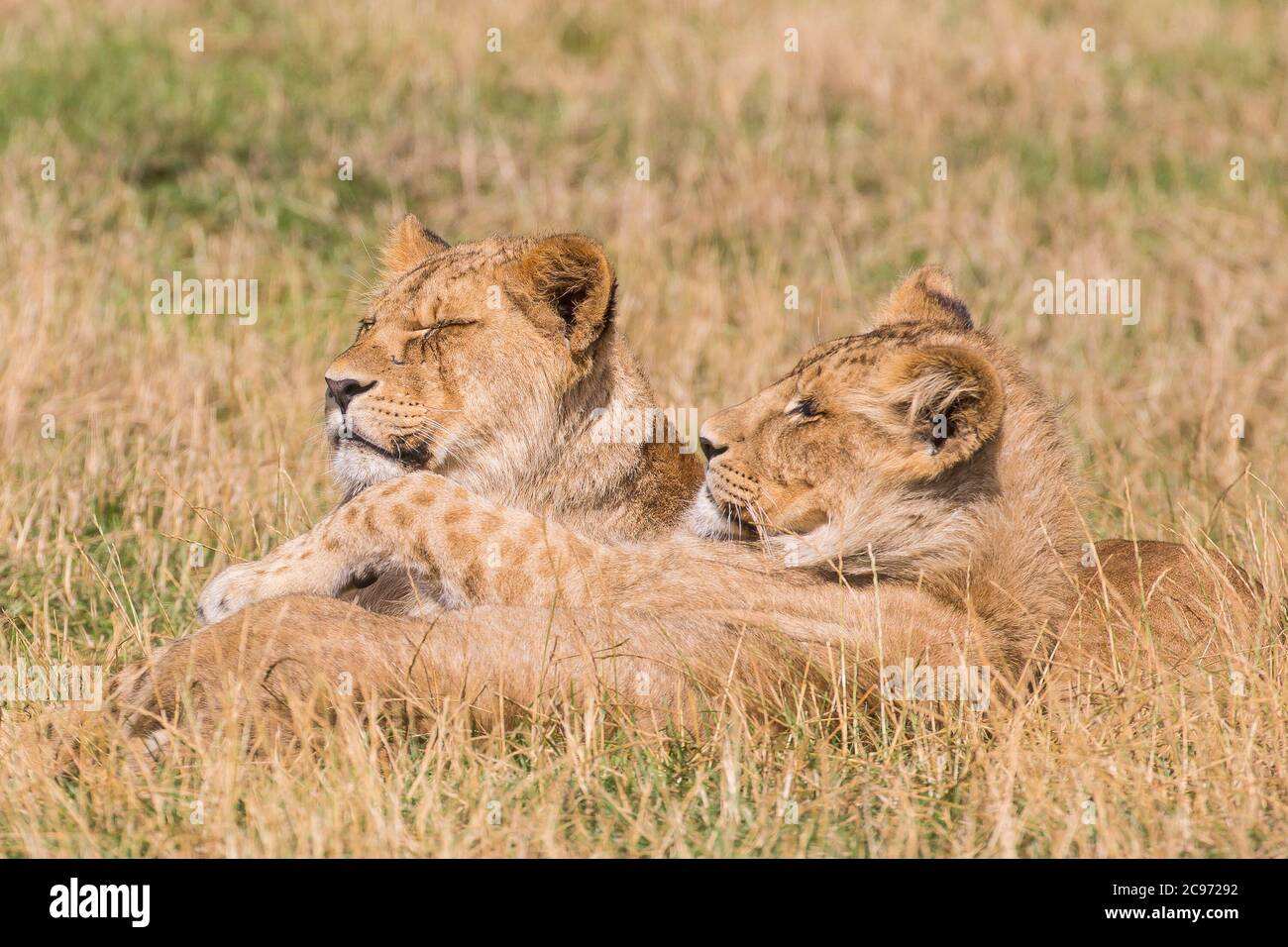 Gros plan de deux petits lions africains (Panthera leo) isolés ensemble dans l'herbe d'été, West Midland Safari Park, Royaume-Uni. Banque D'Images