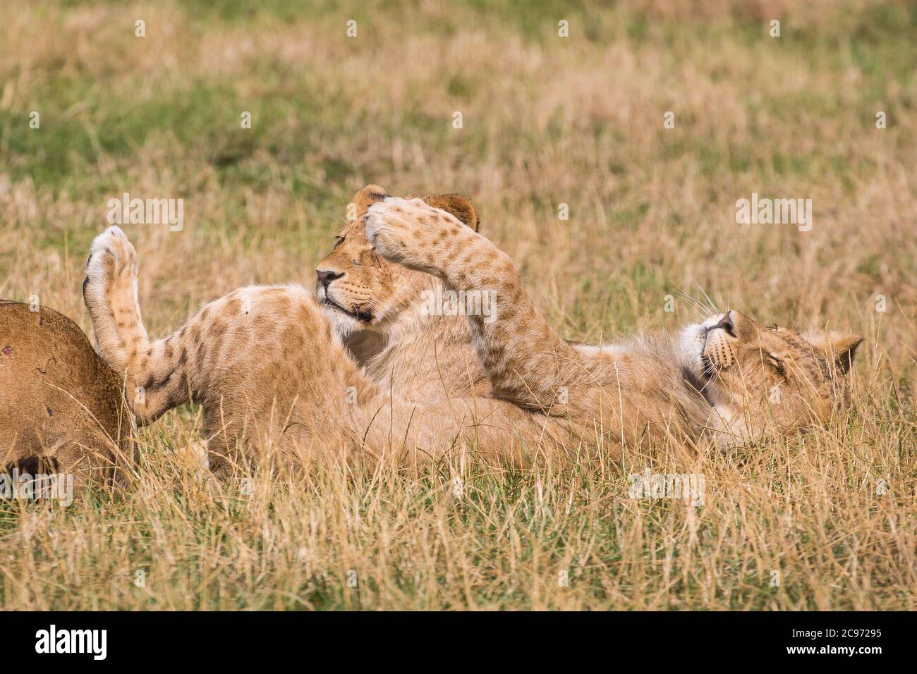 Gros plan de deux adorables petits lions africains (Panthera leo), allongés dans une longue pelouse, reposant, l'un sur le dos s'étendant en profitant de la chaleur du soleil de l'été. Banque D'Images