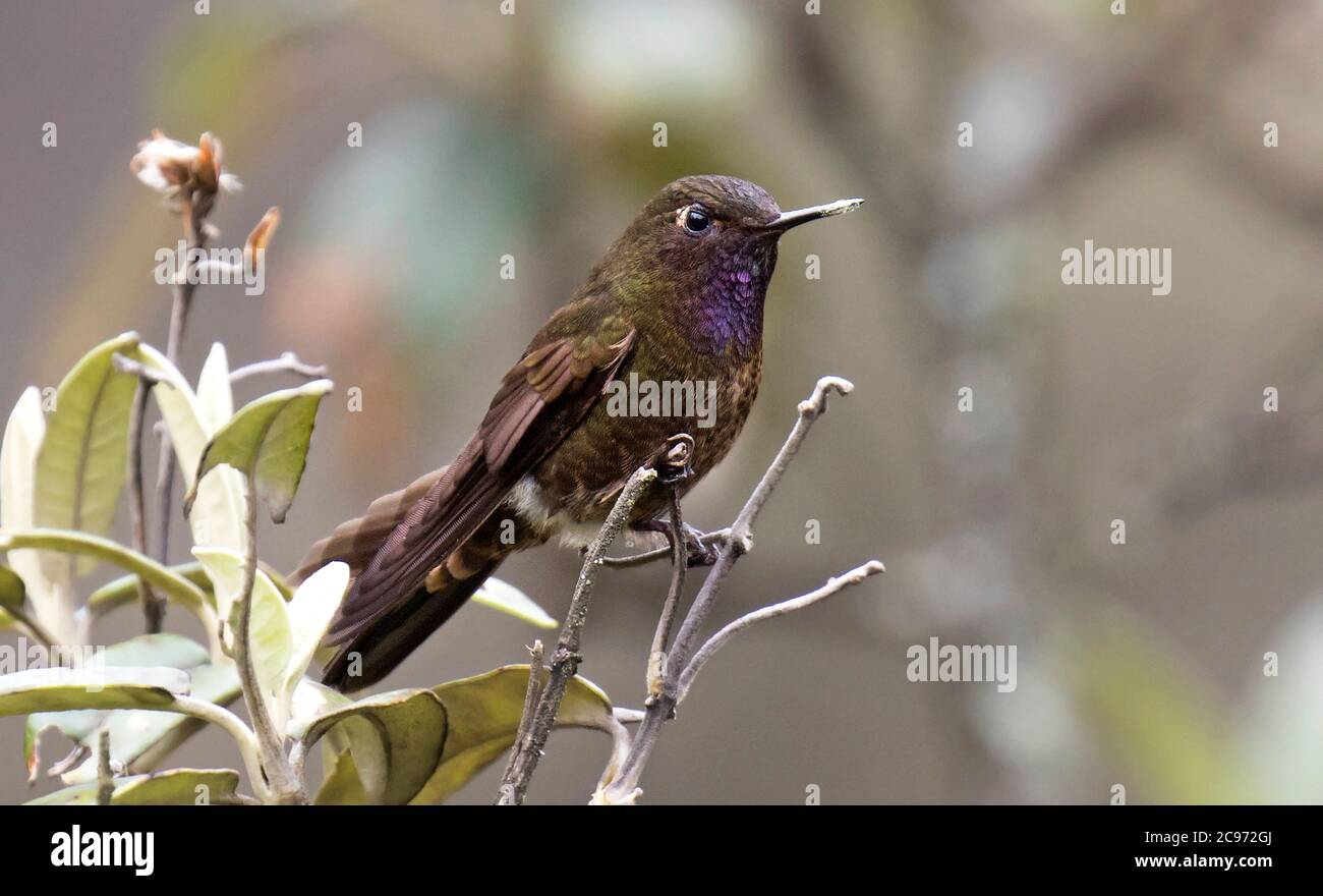 Queue de métal à gorge violette, métallura de baron, metalura de azuay, metalura gorjivioleta (Metallura baroni), une espèce endémique de forêt montagneuse subtropicale et tropicale humide et de prairies à haute altitude, en Équateur Banque D'Images