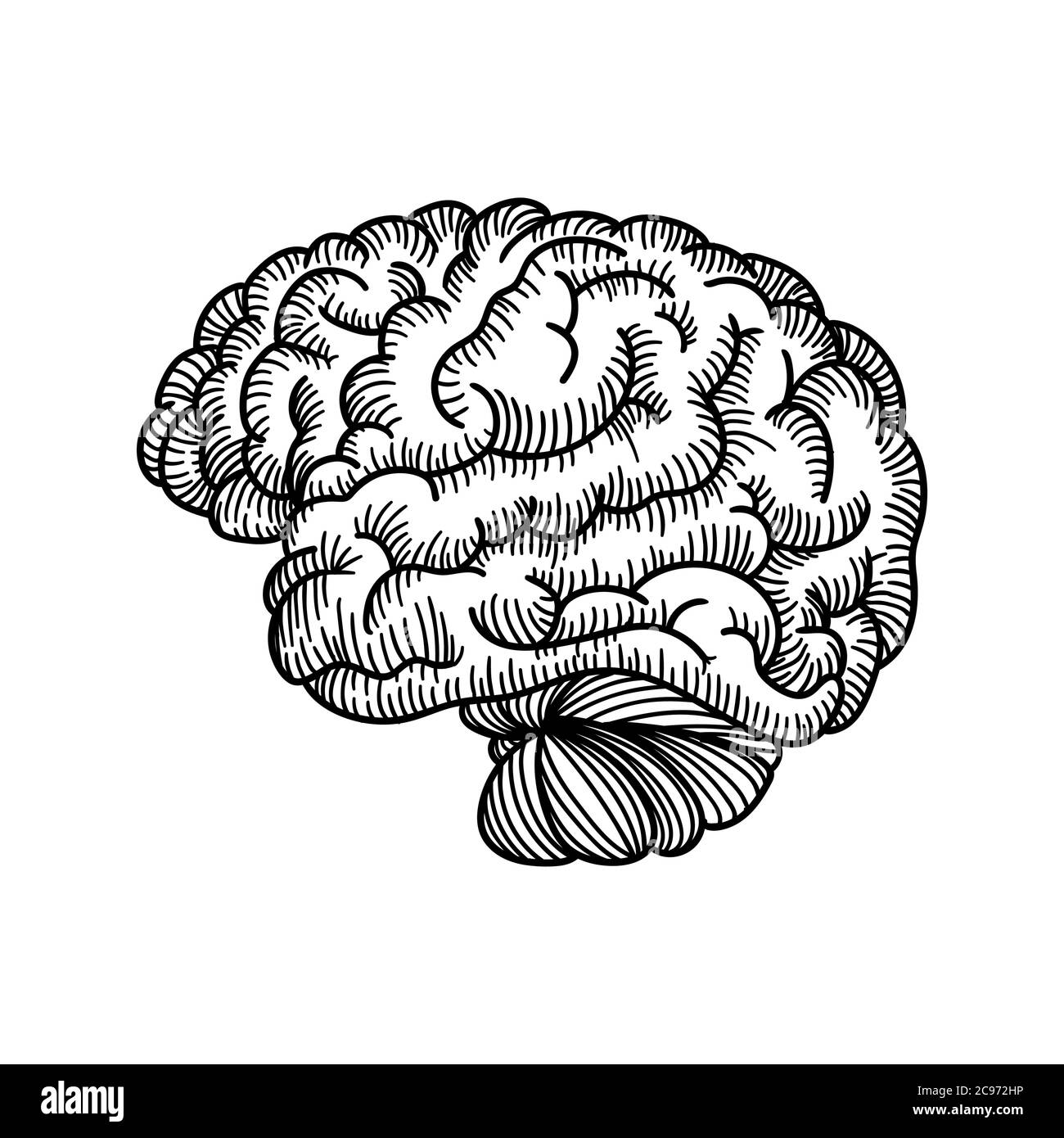Dessin De Style Old School Du Cerveau Humain Image Vectorielle Stock Alamy