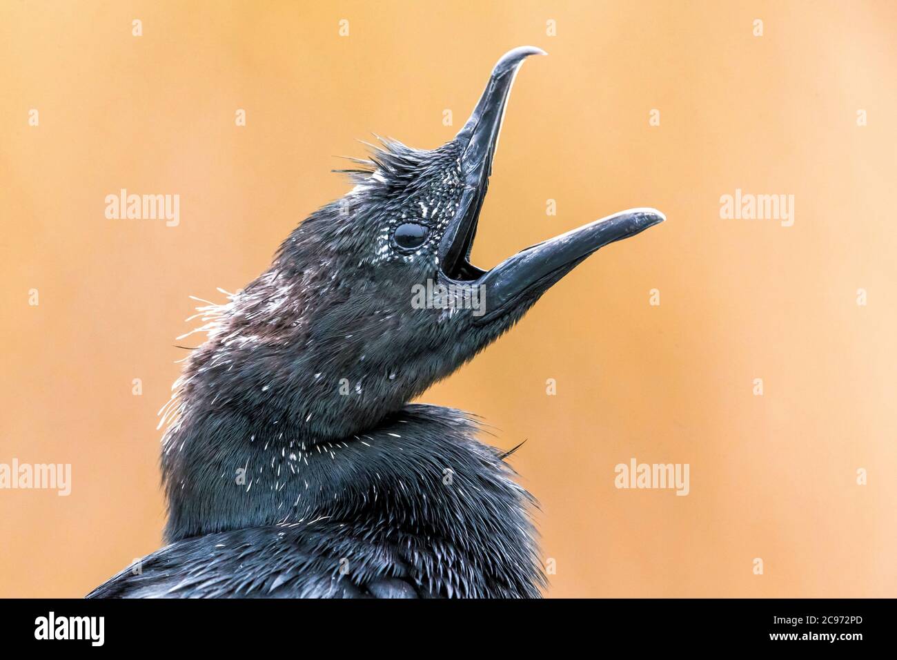 Cormoran pygmée (Phalacrocorax pygmeus, Microcarbo pygmaeus), portrait à bec ouvert, vue latérale, Italie, Piana fiorentina Banque D'Images