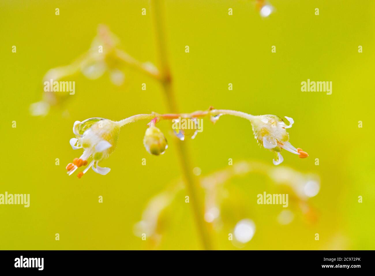 Heuchera (Heuchera x brizoides, Heuchera brizoides), fleurs aux gouttes d'eau Banque D'Images