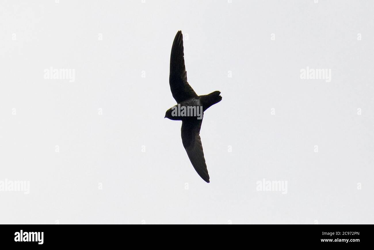 White-chinned SWIFT (Cypseloides cryptus), volant haut dans le ciel, Equateur Banque D'Images