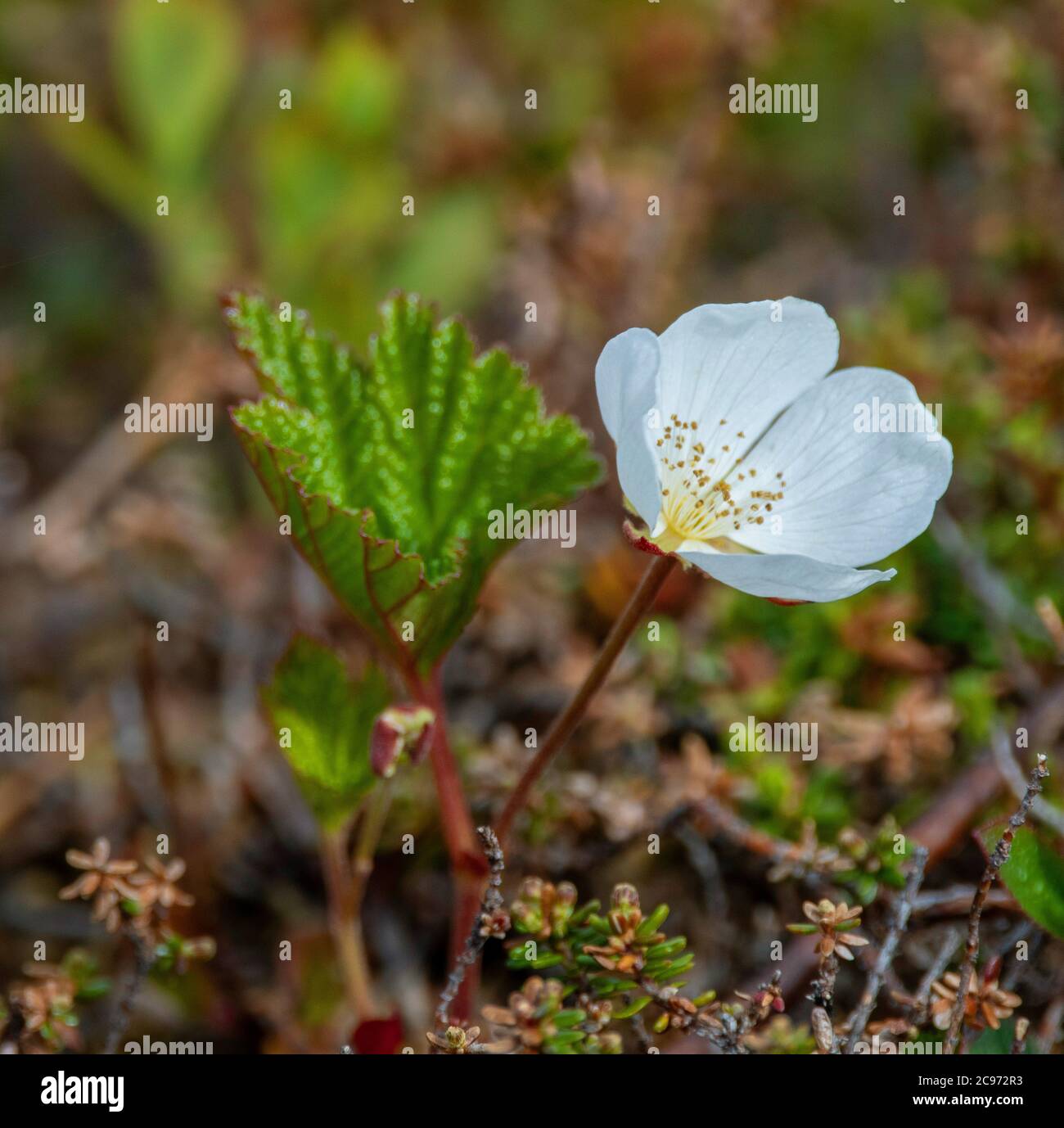 Baie de pomme cuite au four, baie de nuages (Rubus chamaemorus), fleur, Norvège, Troms, Tromsoe Banque D'Images