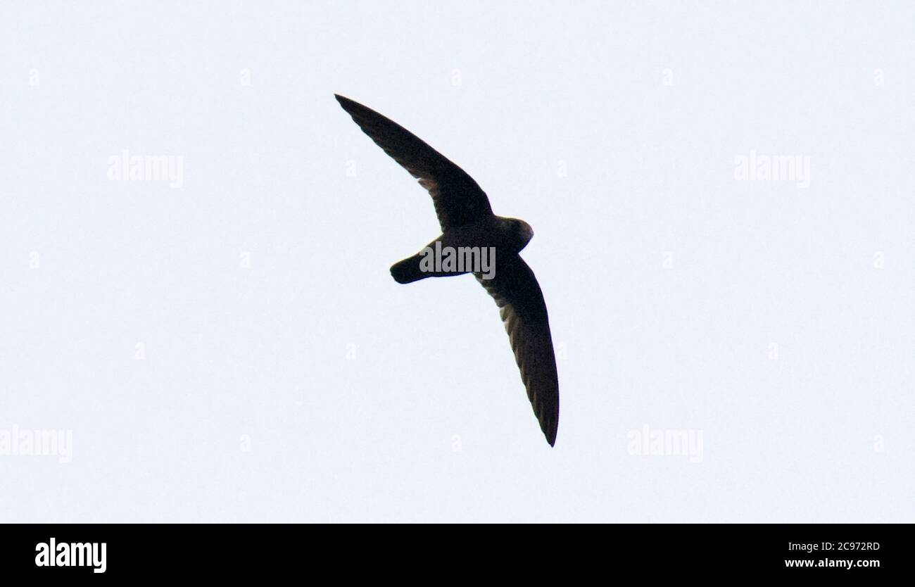 White-chinned SWIFT (Cypseloides cryptus), volant haut dans le ciel, Equateur Banque D'Images