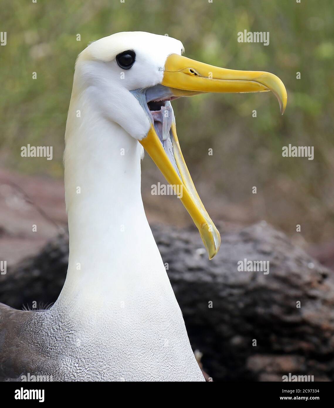 Albatros ondulés, albatros Galapagos (Diomedea irrorata, Phoebastria irrorata), bâillements adultes, albatros ondulés en danger critique sur l'île d'Espanola, Équateur, îles Galapagos, Espanola Banque D'Images