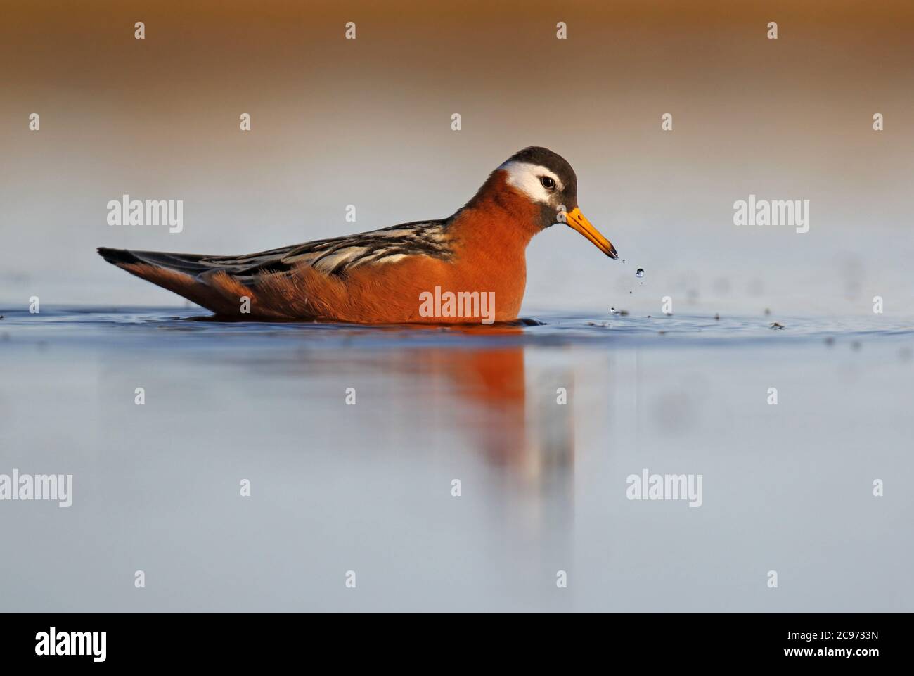 Phalarope grise (Phalaropus fulicarius), femelle adulte dans le plumage d'été, nageant sur l'étang de la toundra, États-Unis, Alaska Banque D'Images