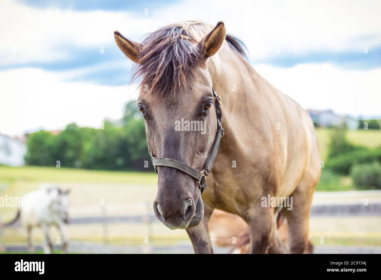 Portrait d'un cheval konik devant un magnifique fond Banque D'Images