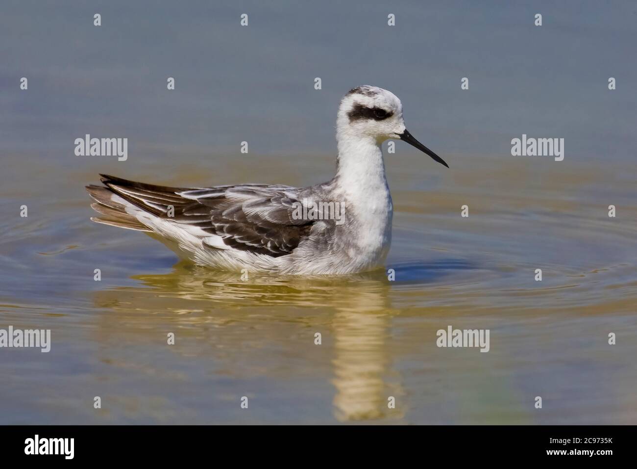 Phalarope à col rouge (Phalaropus lobatus), nage en plumage d'hiver, vue latérale, Oman, Dhofar Banque D'Images