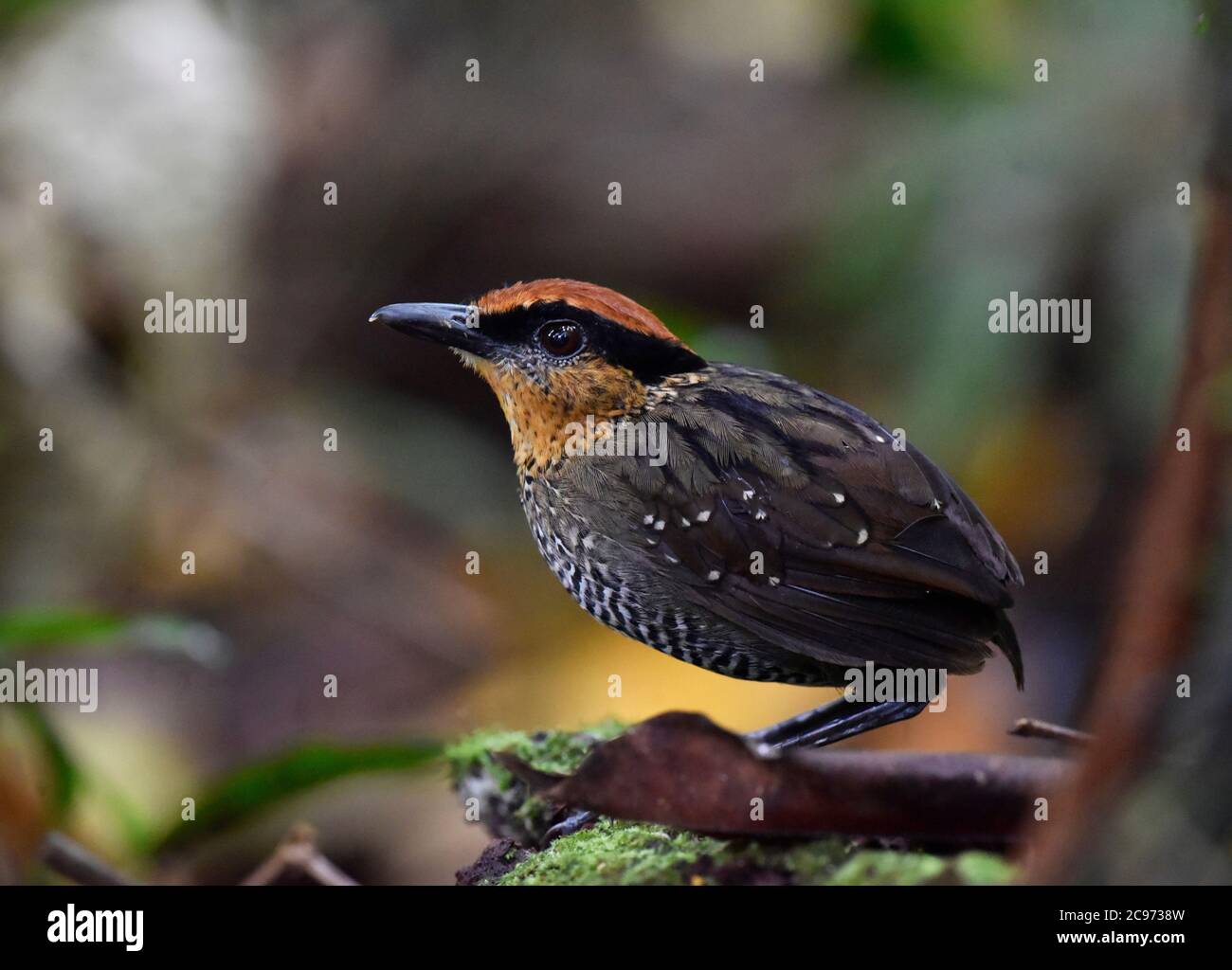 Antpitta à couronne roufeuse, Gnatpitta à couronne roufeuse (Pittasoma rufopélatum), debout sur le sol dans la forêt tropicale, en Équateur Banque D'Images