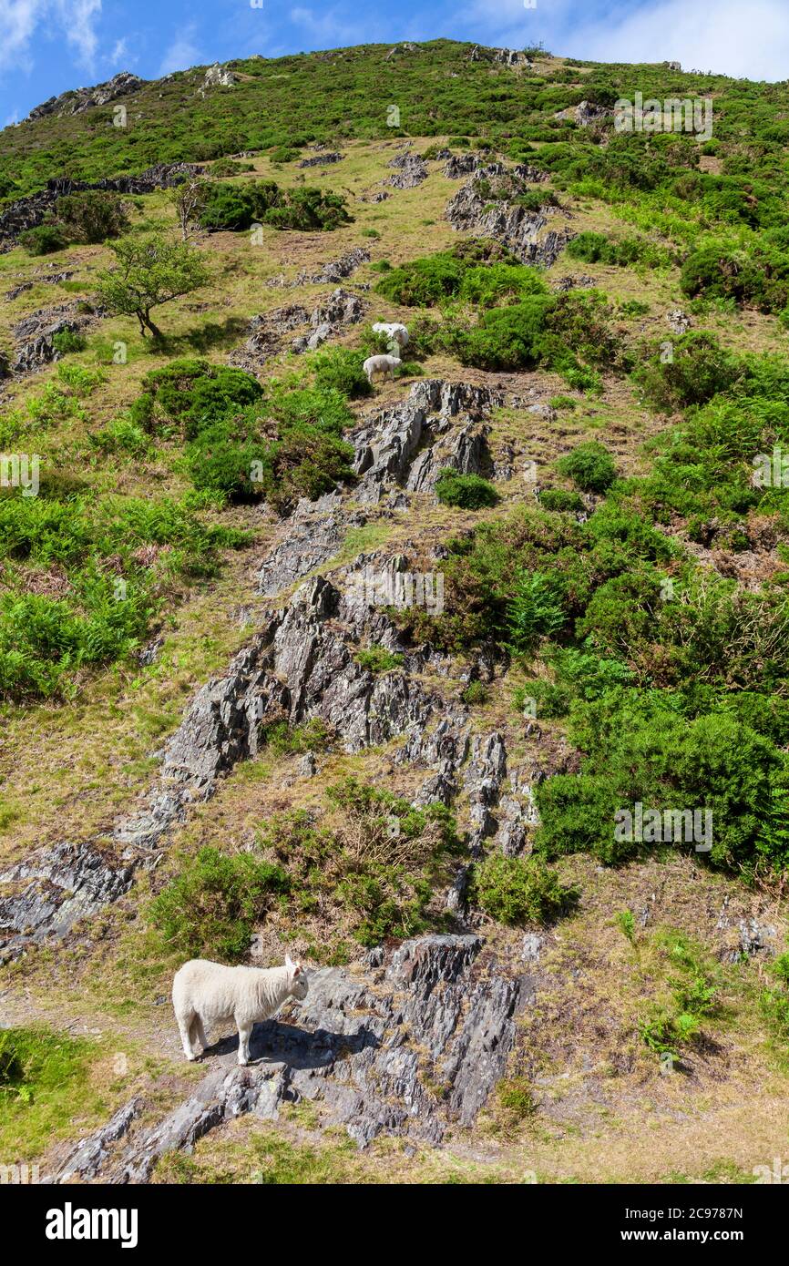 Moutons à cornes paissant sur la colline Haddon, dans la vallée de Carding Mill, dans le long Mynd, Shropshire, Angleterre Banque D'Images