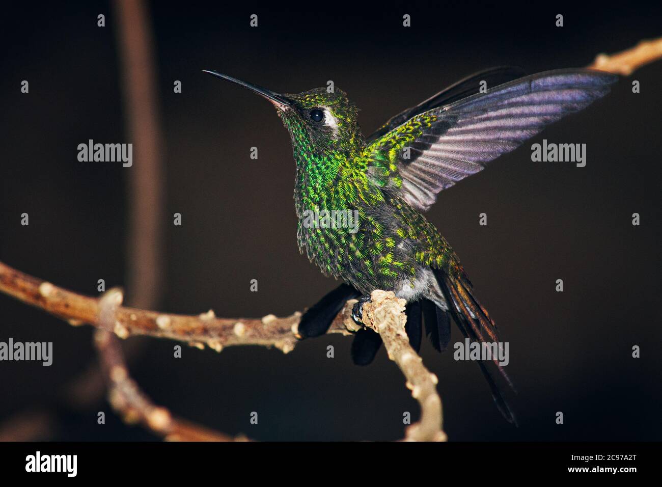 Gros plan d'un colibris brillant couronné de vert perché sur un les ailes s'étendent en largeur Banque D'Images