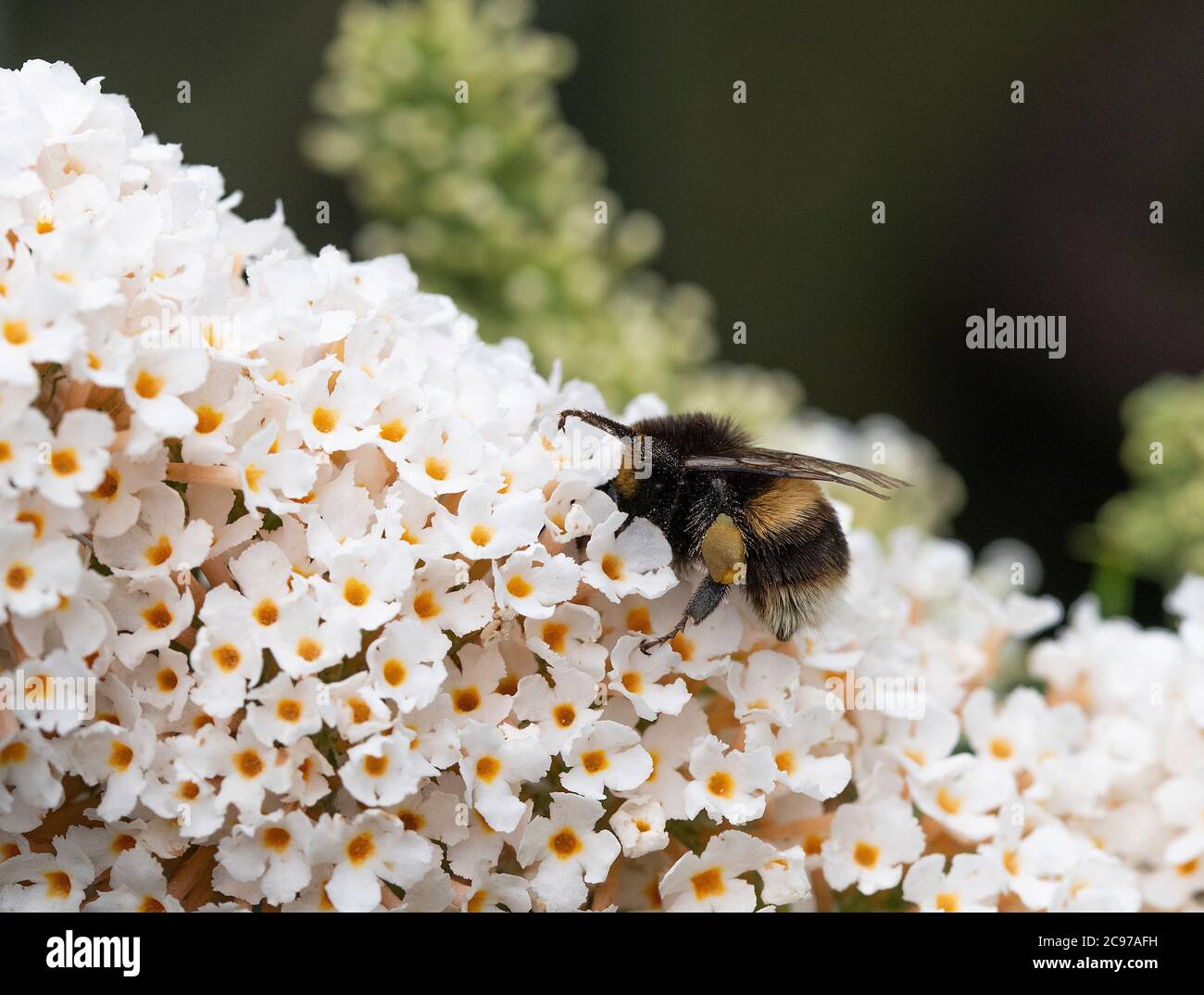 Une Bumblebee à queue de Buff se nourrissant de pollen et de nectar sur une fleur de Buddleia blanche dans un jardin à Alsager Cheshire Angleterre Royaume-Uni Banque D'Images
