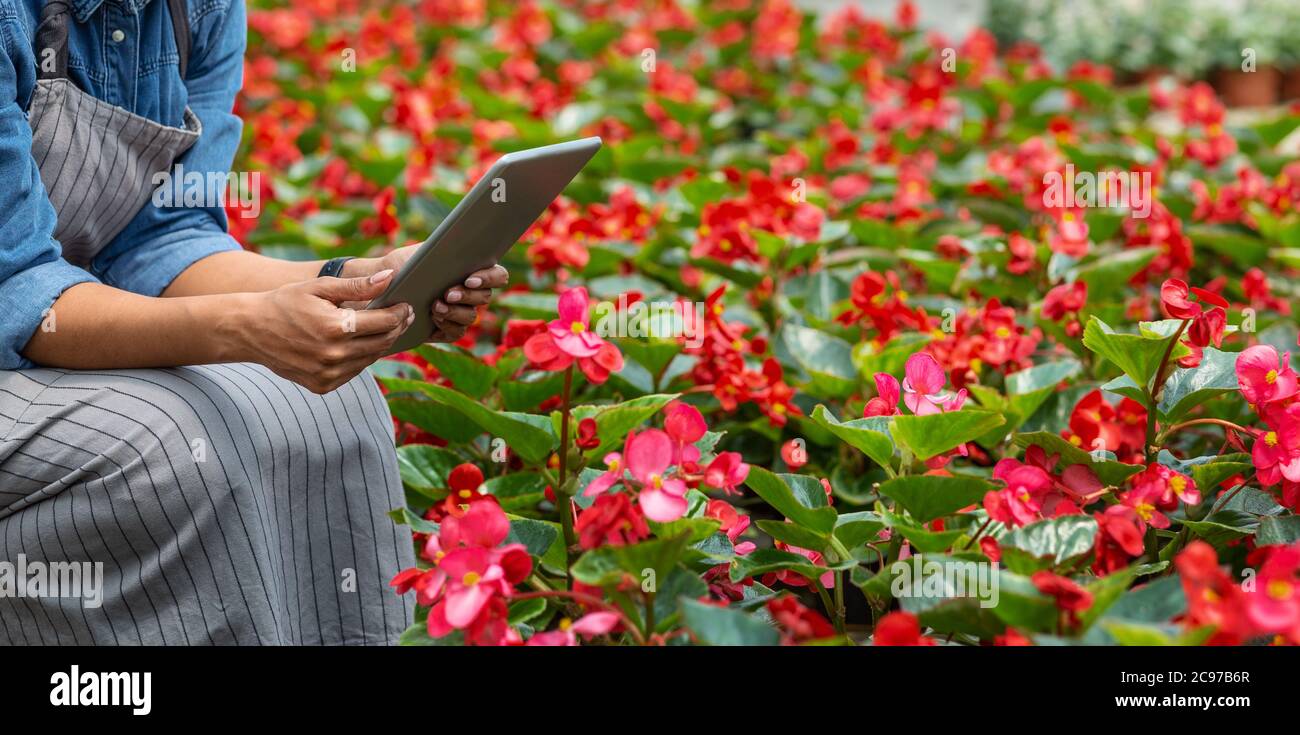 Serres et appareils intelligents. Fille afro-américaine travaillant sur une tablette numérique sur une plantation de fleurs rouges Banque D'Images