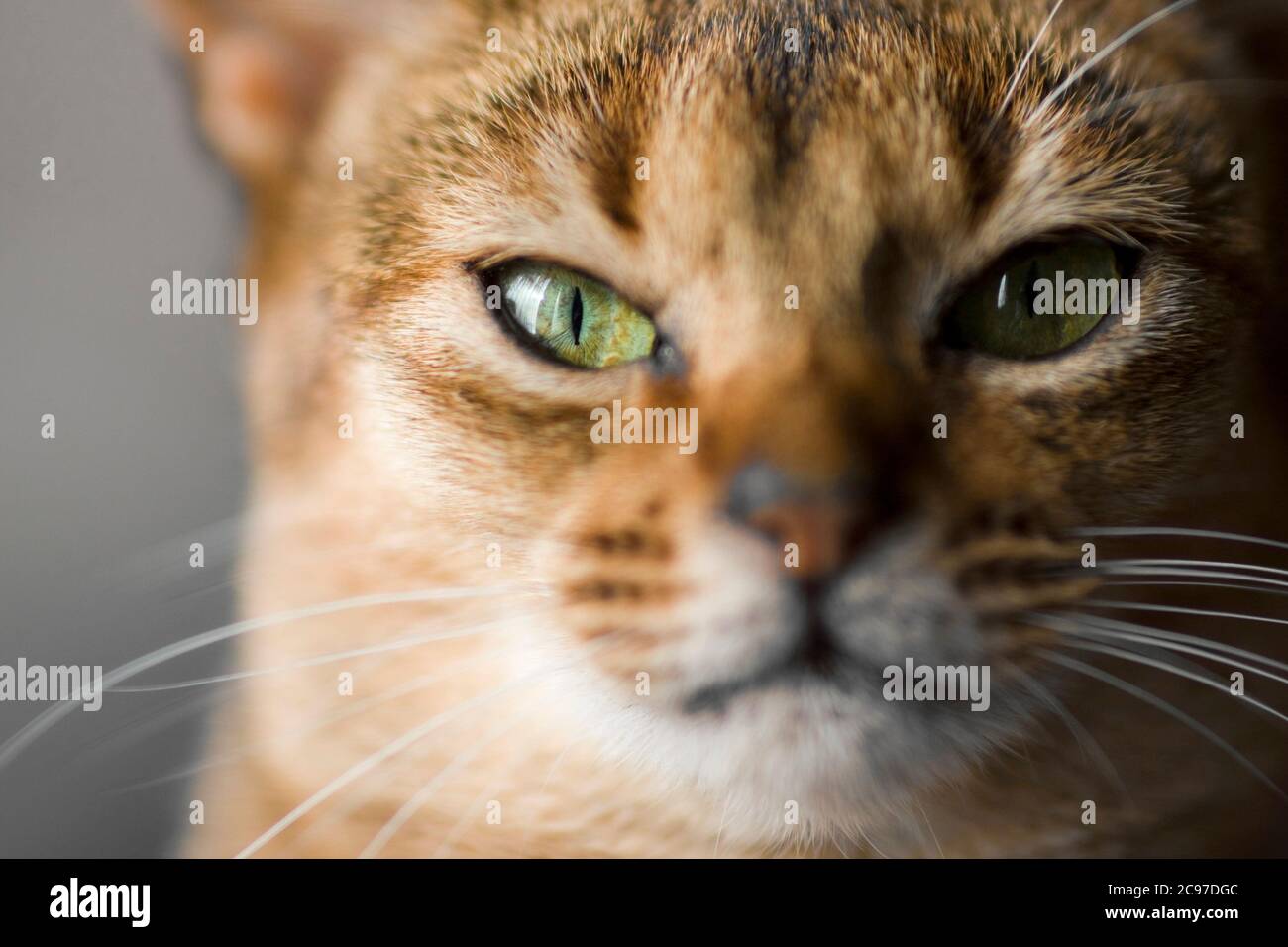 Stare directe d'un chat Abyssinien avec des yeux verts clairs Banque D'Images
