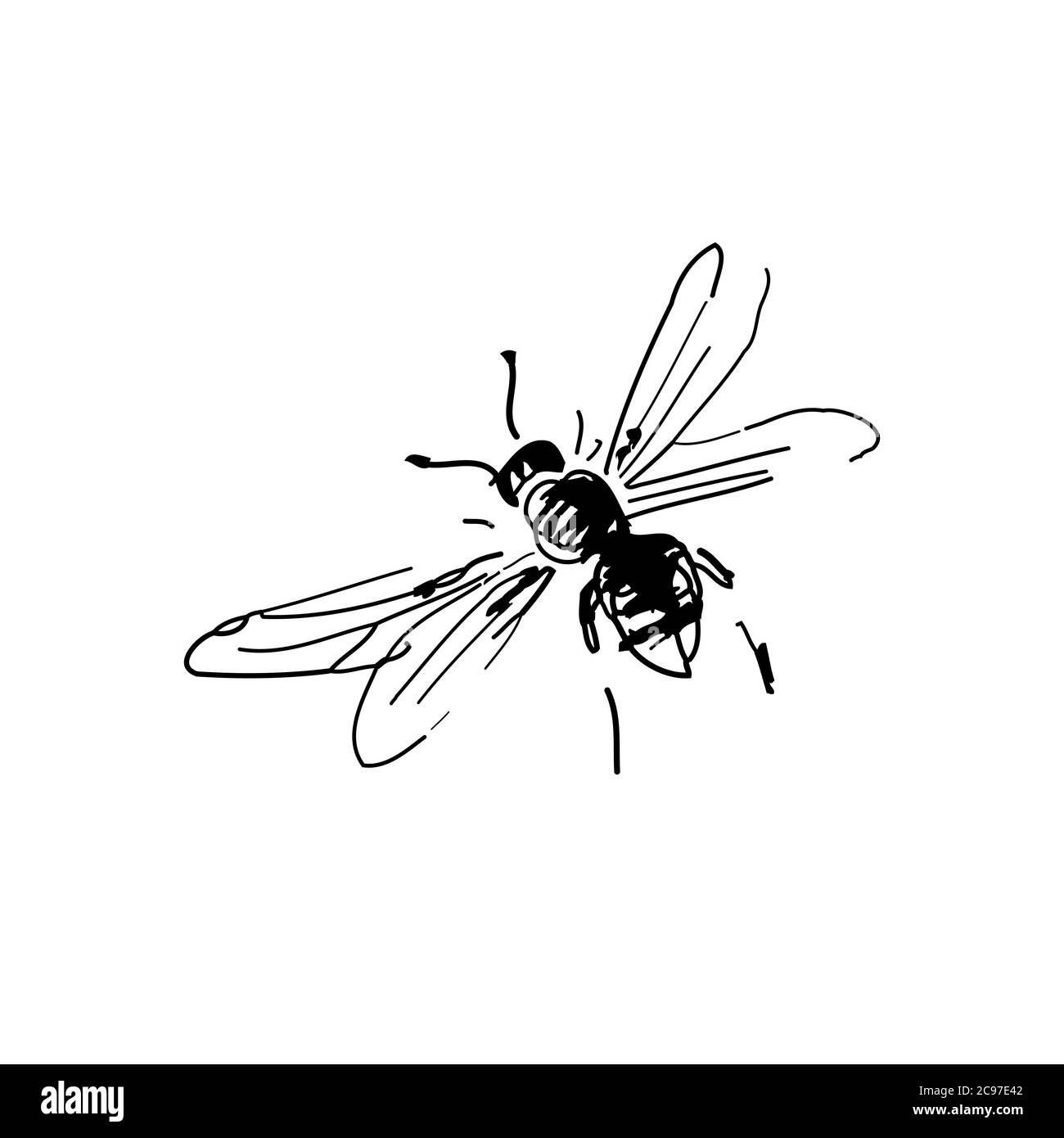 Dessin à main levée de l'abeille volante, dessiné en stylo noir et numérisé, isolé sur fond blanc. Illustration de Vecteur