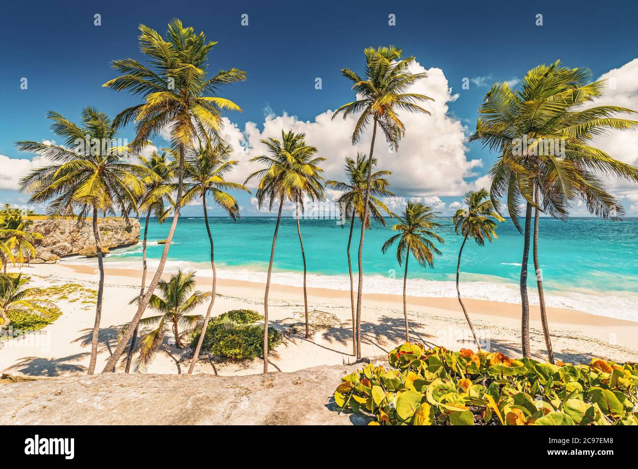 Palmiers en Barbade Banque D'Images