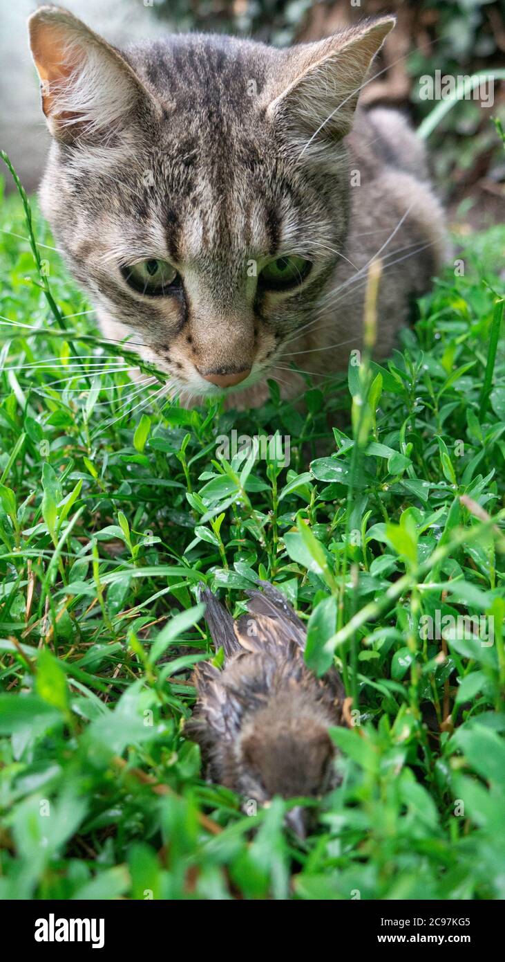 Le Chat Raye Joue Avec Sa Prise Un Moineau Mort Sur L Herbe A Cote D Un Chat Photo Stock Alamy