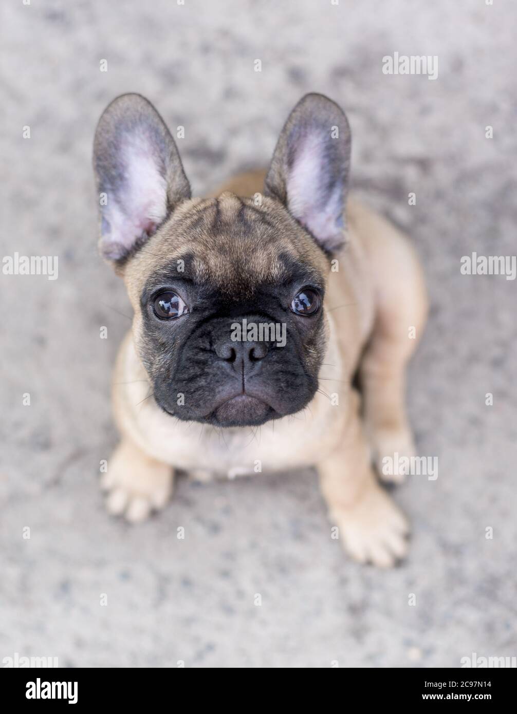 Adorable Chien Bulldog Francais Chiot Beige Couleur Portrait Du Petit Chiot Mignon Photo Stock Alamy Adorable Chien Bulldog Francais Chiot Beige Couleur Portrait Du Petit Chiot Mignon Photo Stock Alamy
