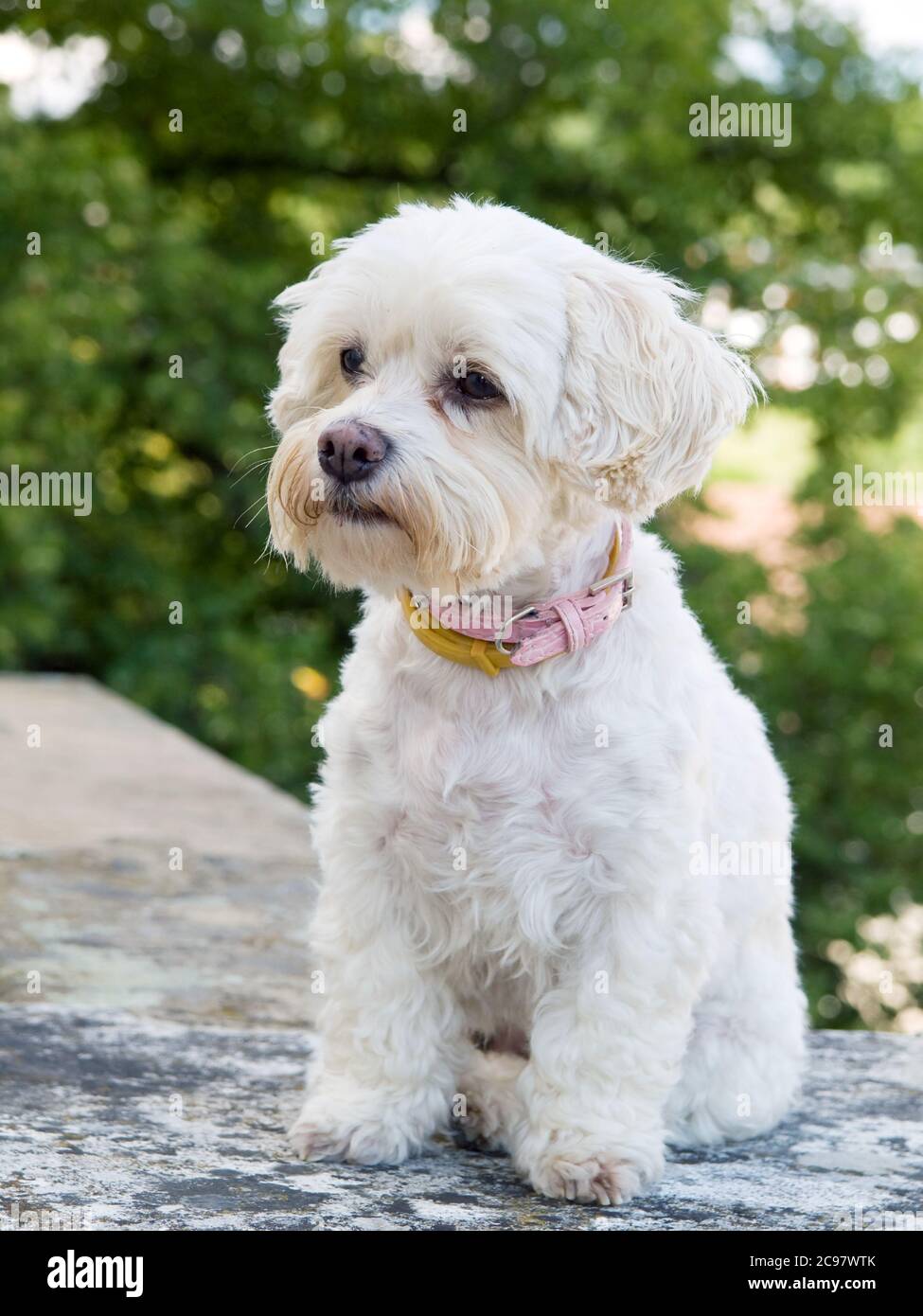 Bichon Havanese Banque D Image Et Photos Alamy