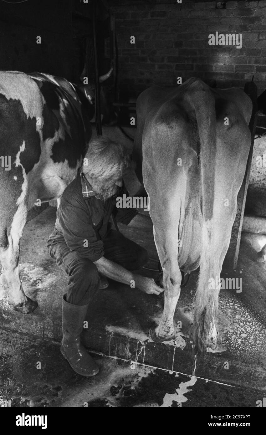 Fabrication de fromage biologique Carmarthenshire années 1990 Pantyllyn Farm, Graeme Young Banque D'Images