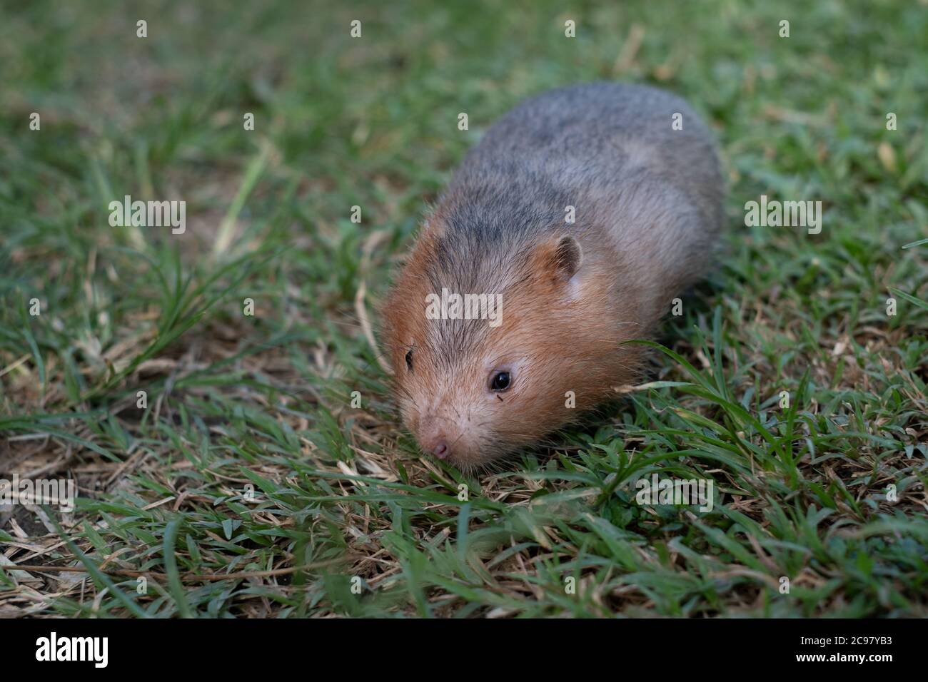 Mole rat ou grand rat de bambou dans le jardin Banque D'Images