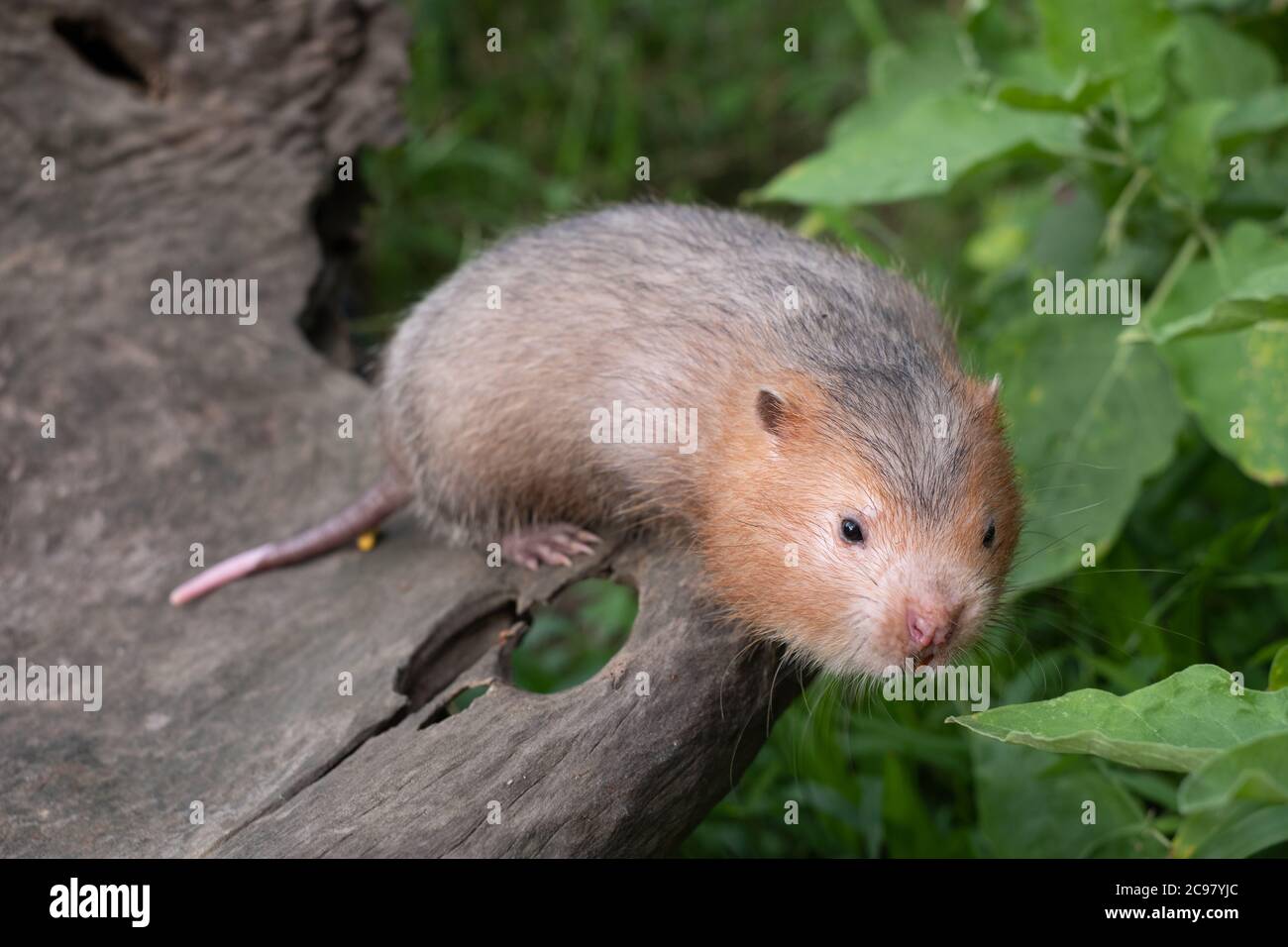 Mole rat ou grand rat de bambou dans le jardin Banque D'Images