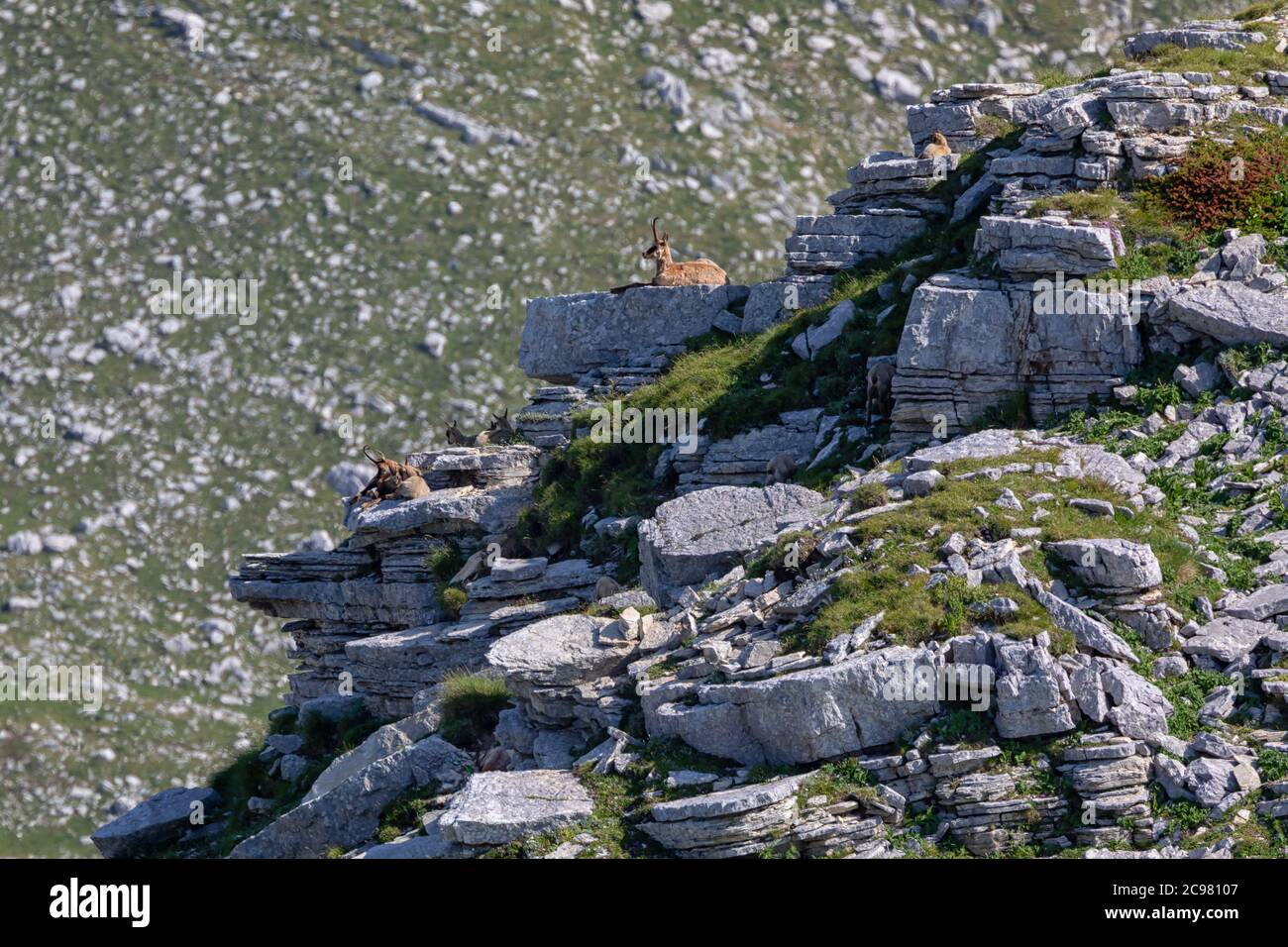 Famille chamois avec progéniture. Chamois sauvage sur les rochers au sommet du sommet. Animal sauvage dans la nature sauvage. Banque D'Images