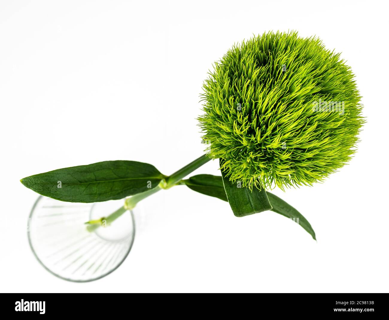 Vue en grand angle de la petite fleur de Dianthus barbatus boule verte ou de la tique verte sur fond blanc brillant Banque D'Images