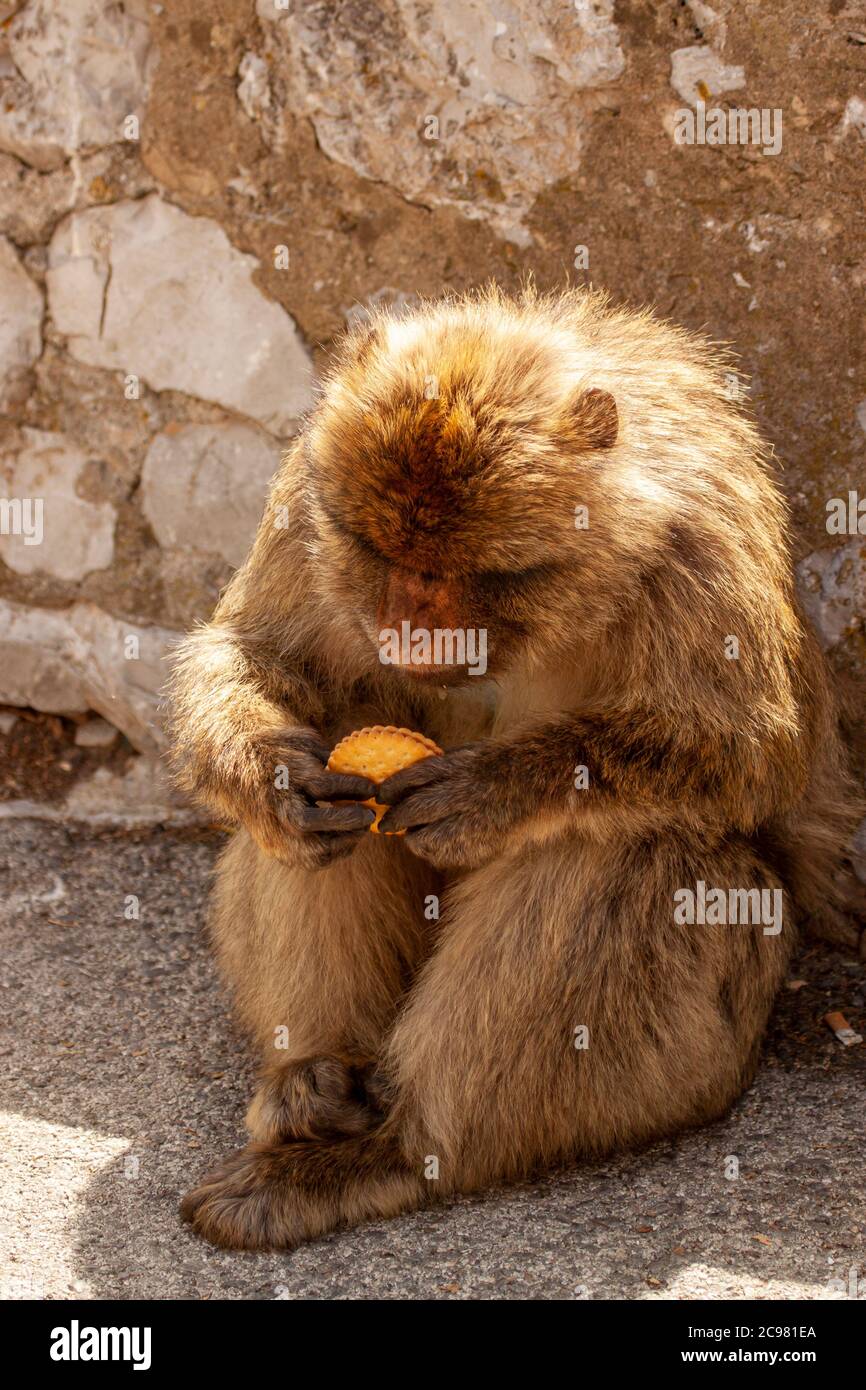 Macaque de Barbarie manger un biscuit sandwich tout en étant assis à l'ombre d'un mur sur un sol en béton. L'image a été prise dans le rocher de Gibraltar. Ces moine Banque D'Images