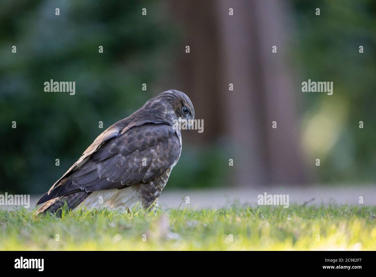 Berlin, Allemagne. 23 juillet 2020. Un jeune bourdonnier cherche de la nourriture dans un pré. Les jeunes oiseaux ont quitté le nid et sont encore en partie servis par leurs parents. Dans les parcs urbains comme ici dans le Tiergarten de Berlin, ces oiseaux peuvent être facilement observés en juillet en raison de la distance de vol plus courte. Crédit: Ingolf König-Jablonski/dpa-Zentralbild/ZB/dpa/Alay Live News Banque D'Images