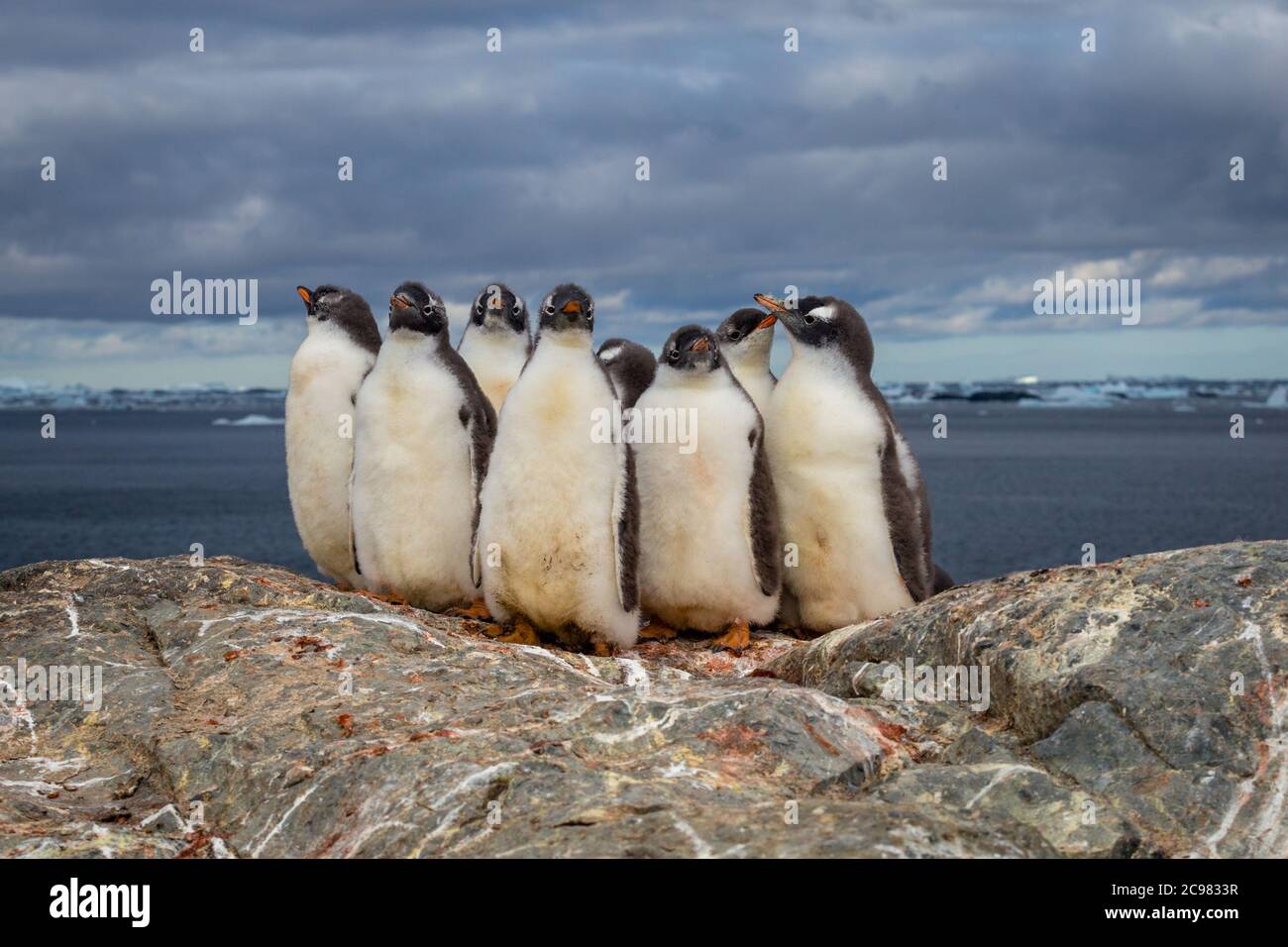 Groupe de manchots gentoo sur la pierre nichent en Antarctique sur fond de ciel sombre, péninsule antarctique. Banque D'Images