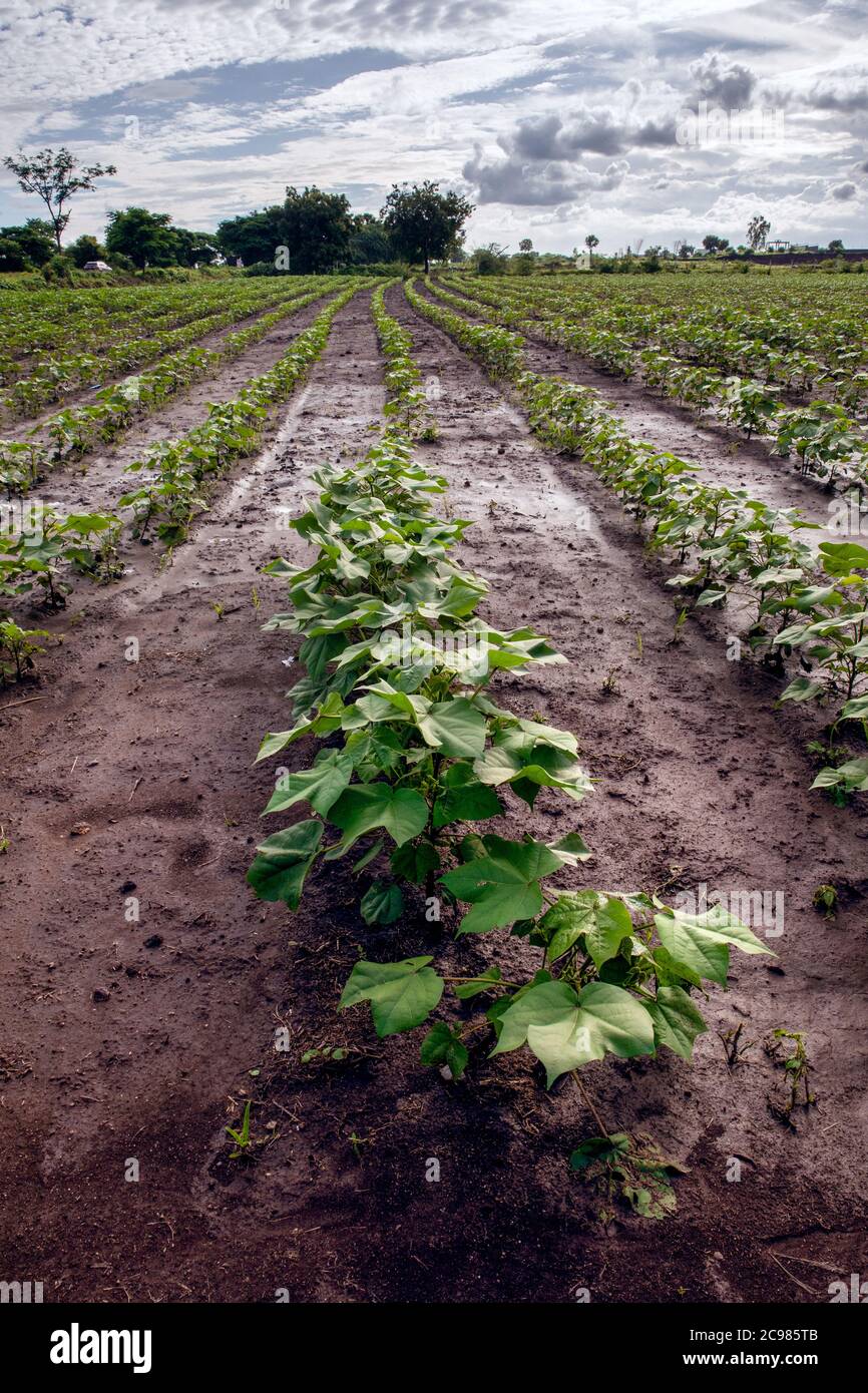 La croissance des plants de coton se fait en une saison de mousson Banque D'Images