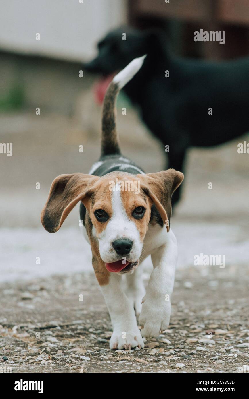 Chiot Beagle mignon, 3 mois, avec chien noir en arrière-plan Banque D'Images