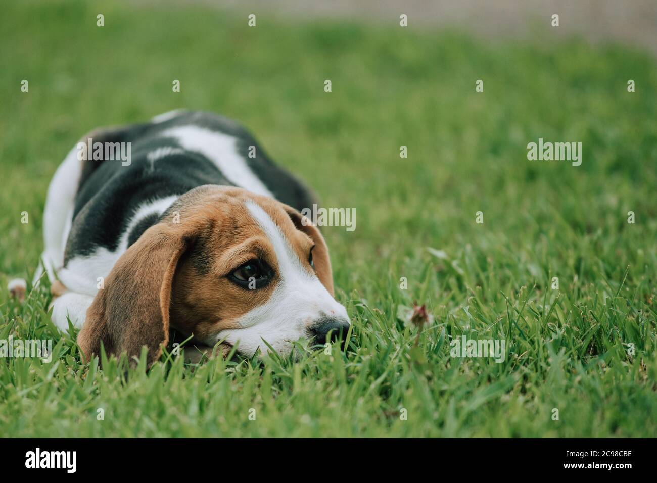 Mignon petit chiot Beagle, 3 mois, allongé sur l'herbe verte Banque D'Images