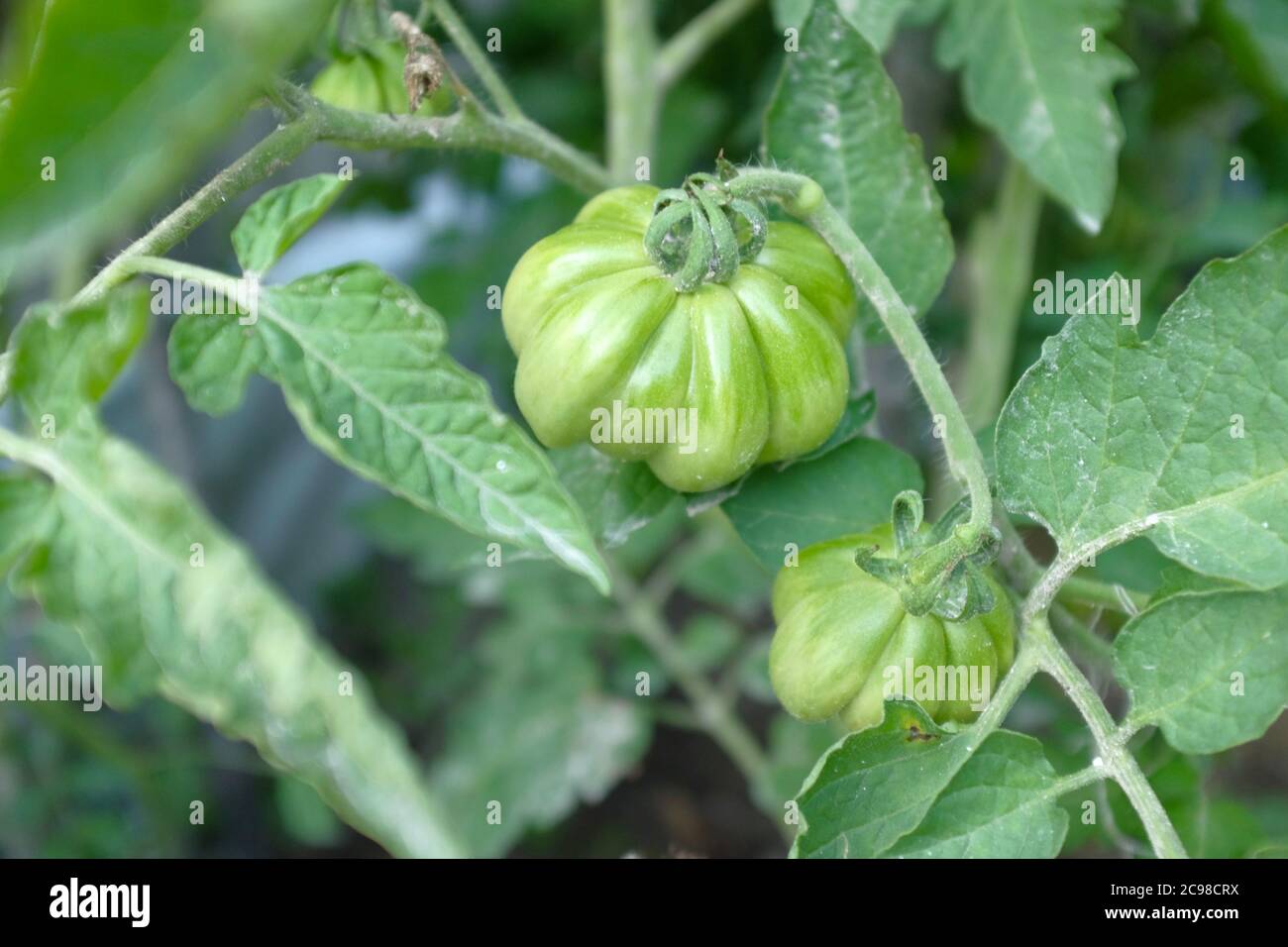 les tomates vertes sont accrochées à une branche sur un fond de feuilles. flou et mise au point sélective Banque D'Images