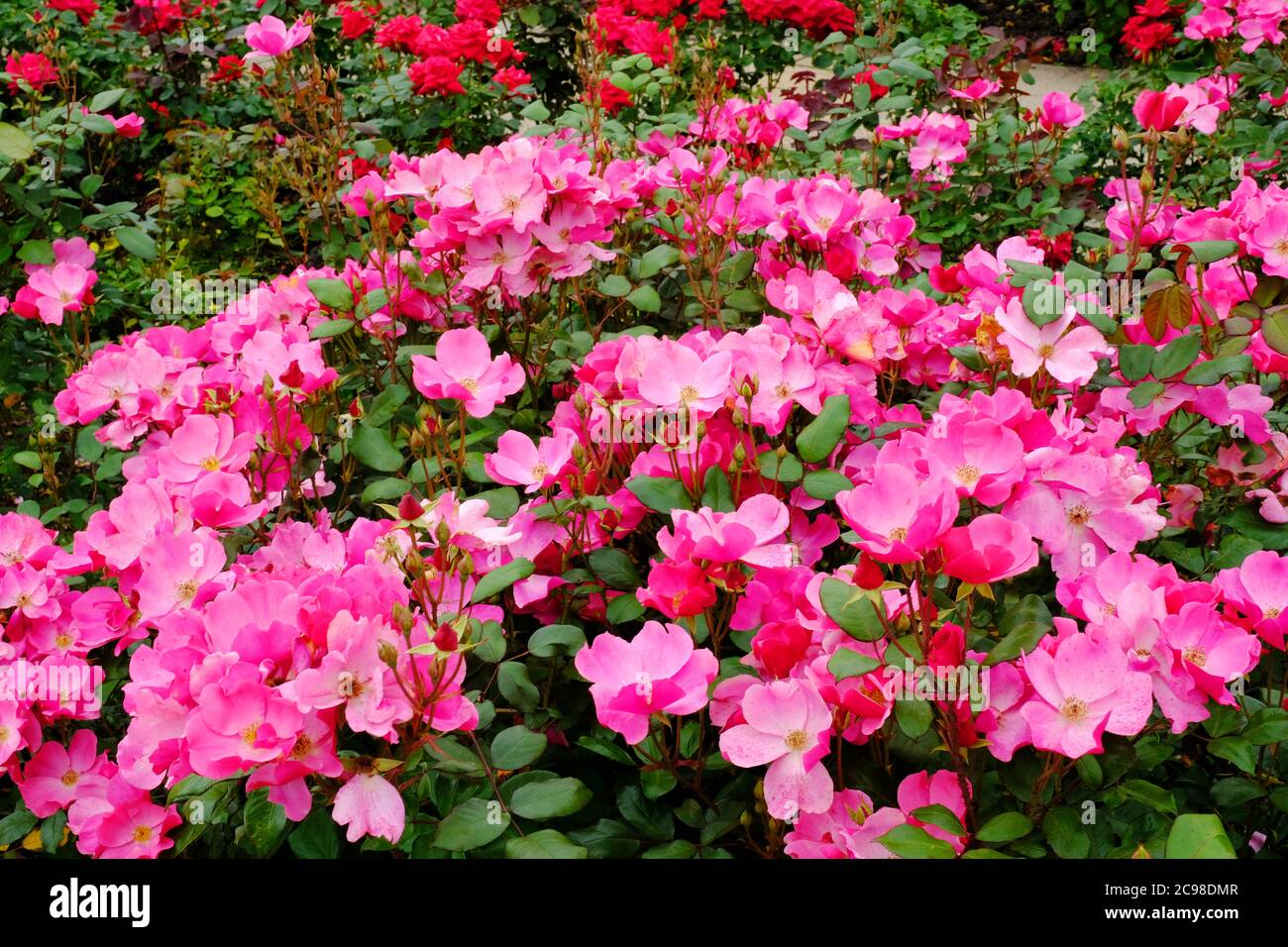 Roses rouges fleuries - John Gollop Banque D'Images