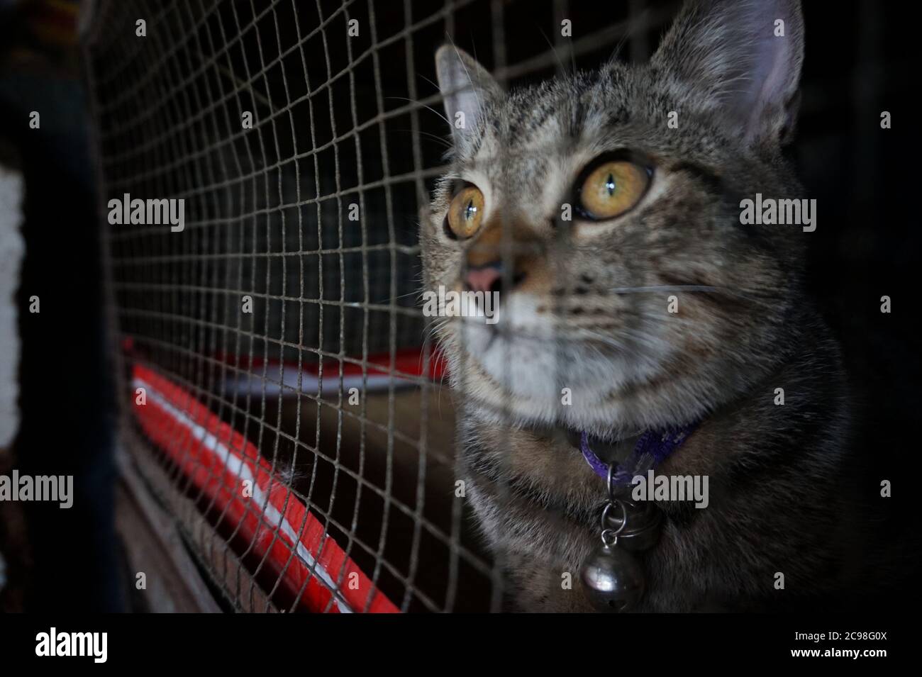 Chat en cage - cruauté envers les animaux Banque D'Images