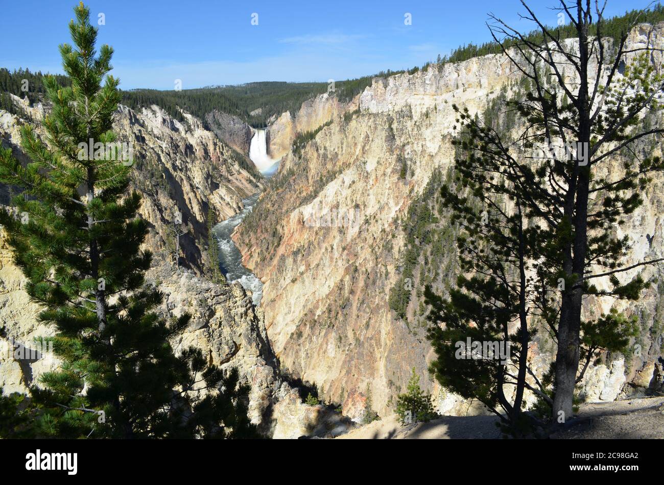 Fin du printemps dans le parc national de Yellowstone : vue panoramique sur le Grand Canyon de la rivière Yellowstone et les chutes de Yellowstone inférieures depuis Artist point Banque D'Images